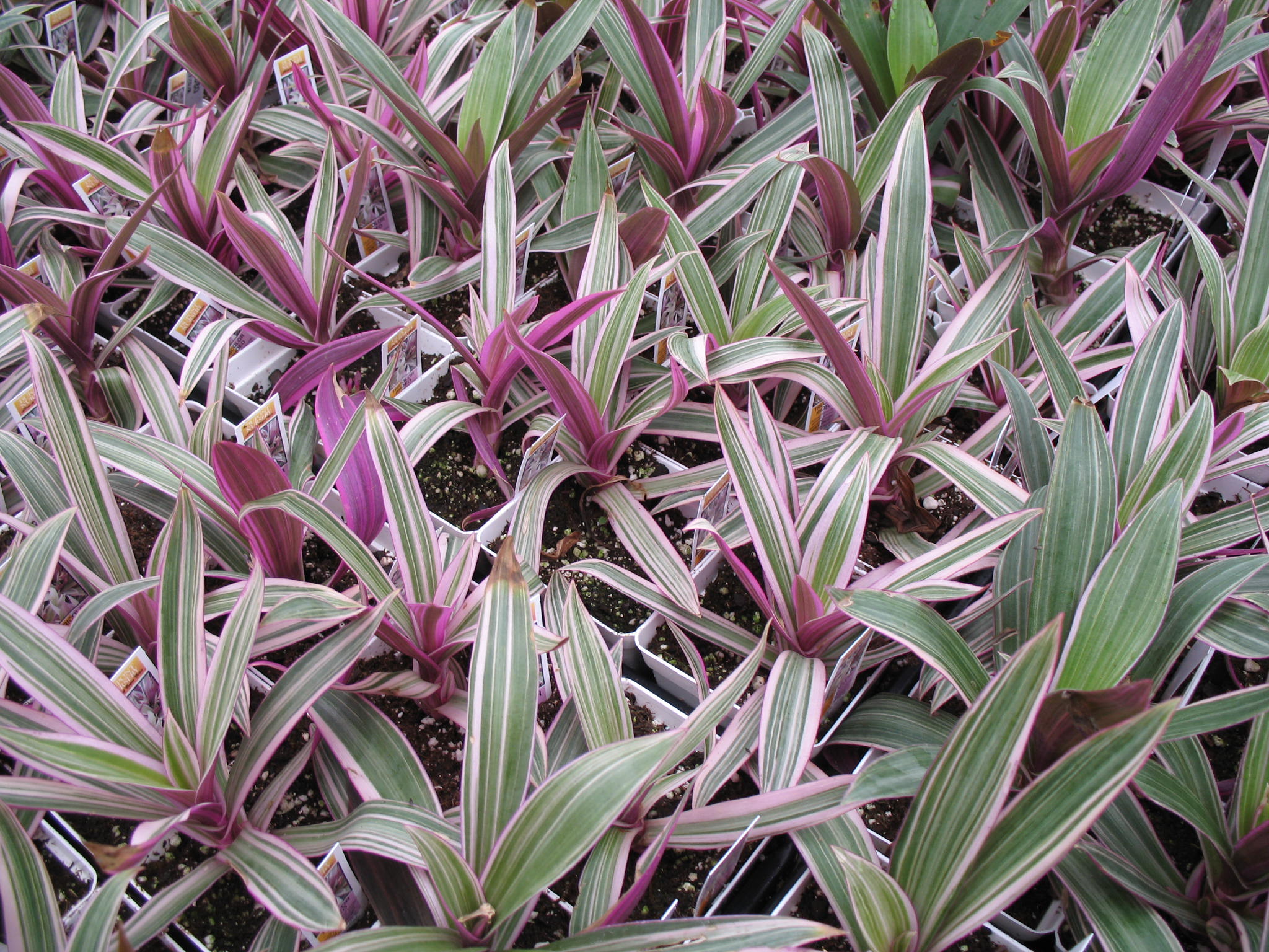 Rhoeo spathacea 'Tricolor' / Moses-in-the-Boat