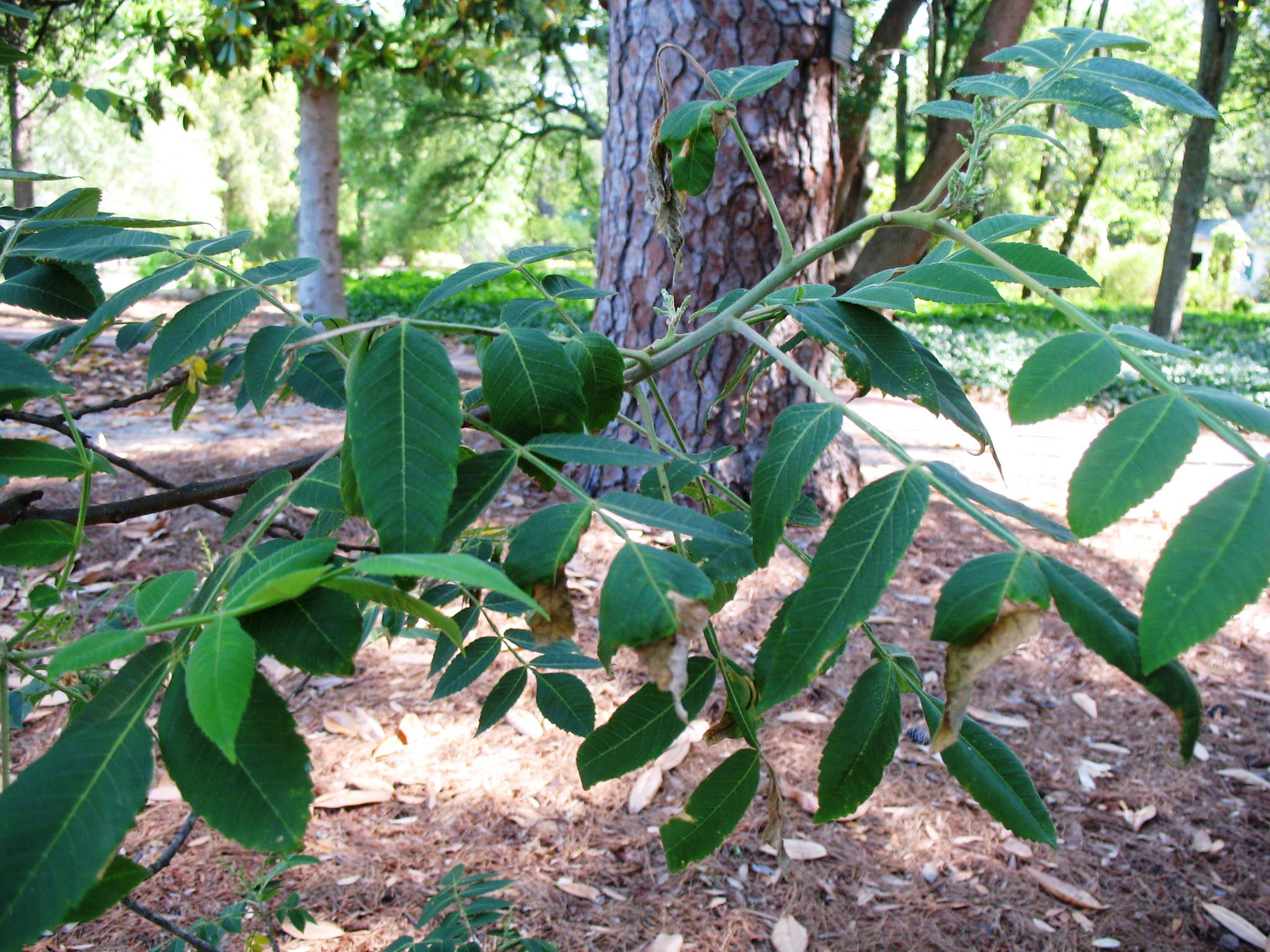 Rhus chinensis  / Rhus chinensis 