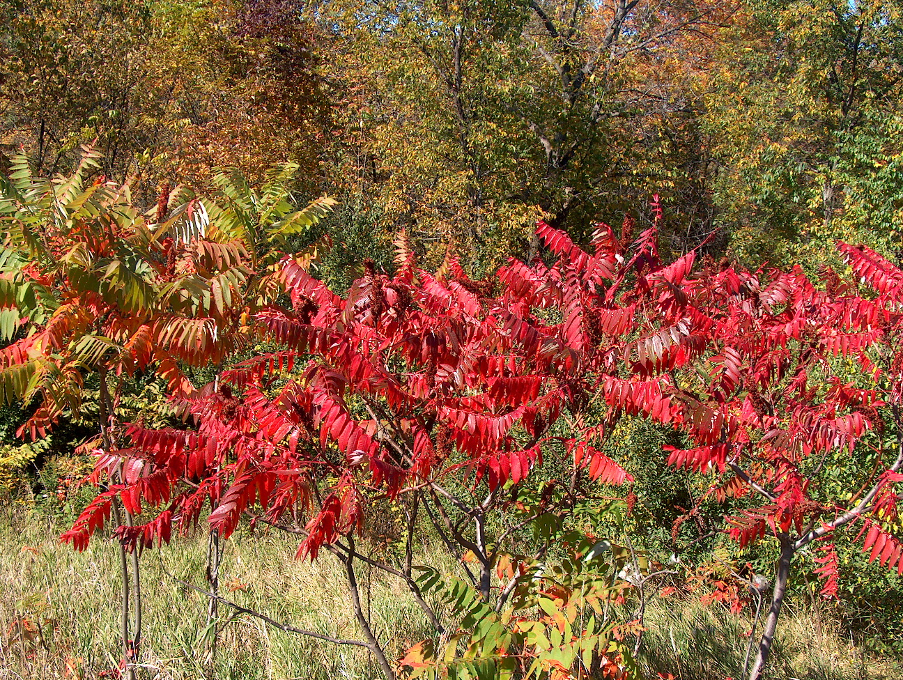 Rhus copallina / Rhus copallina