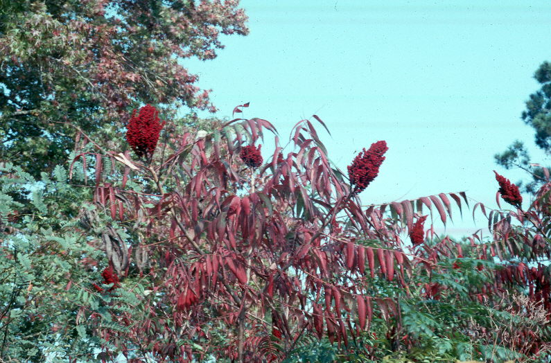 Rhus glabra / Smooth Sumac