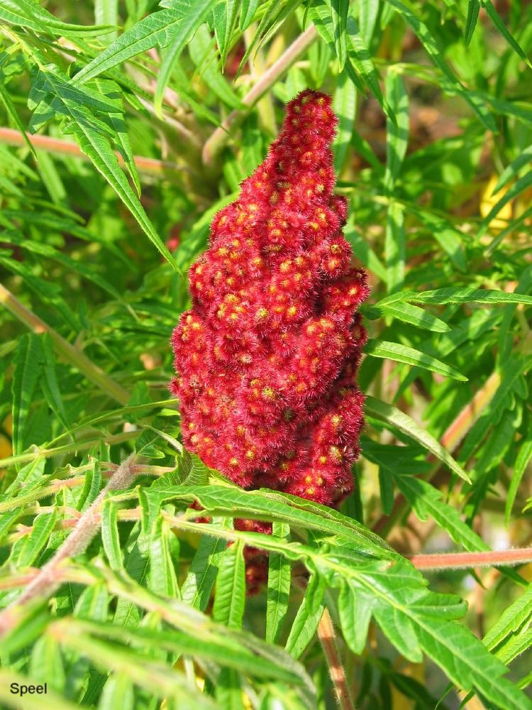 Rhus typhina / Staghorn Sumac