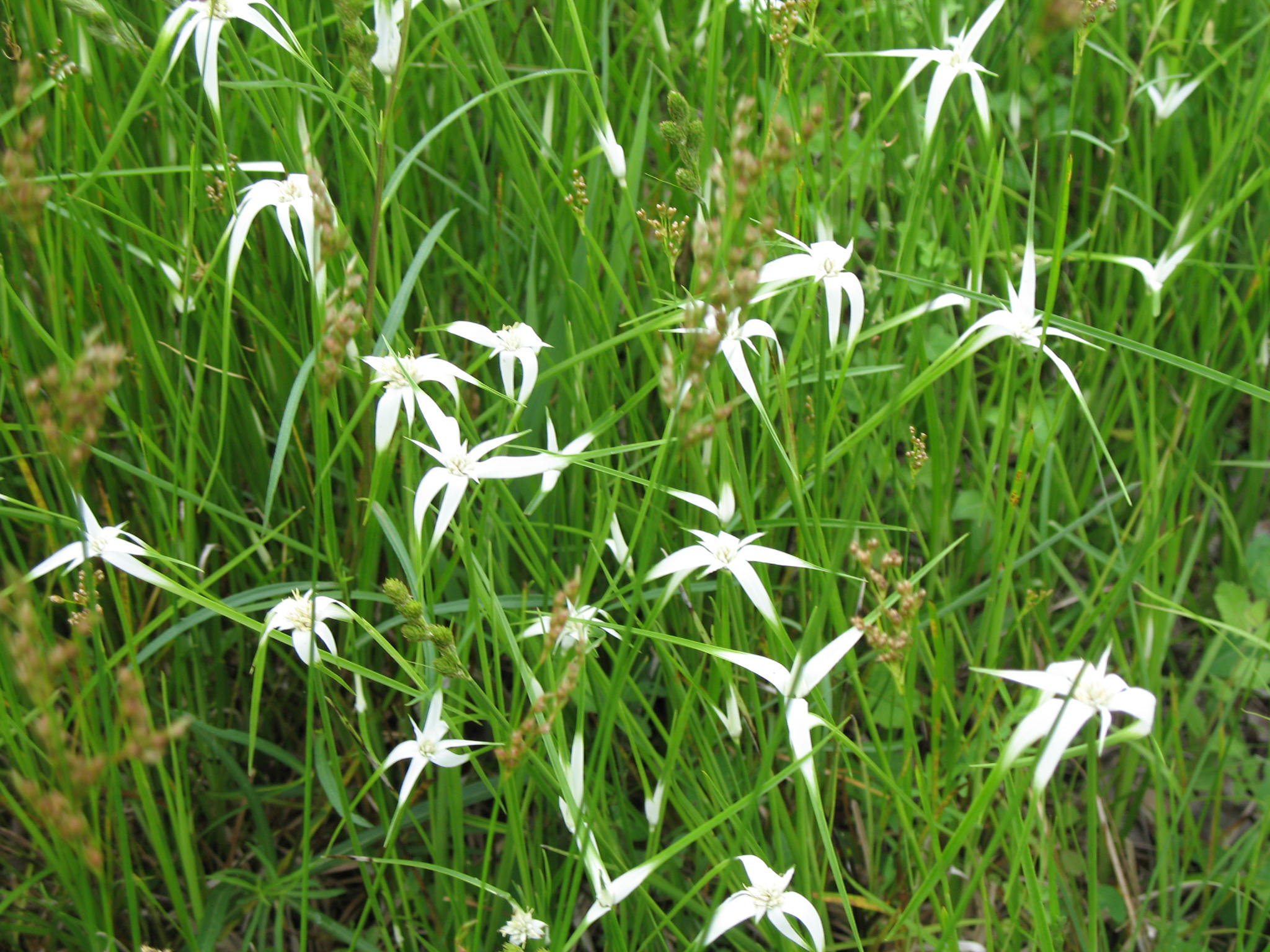 Rhynchospora colorata / White Star Sedge
