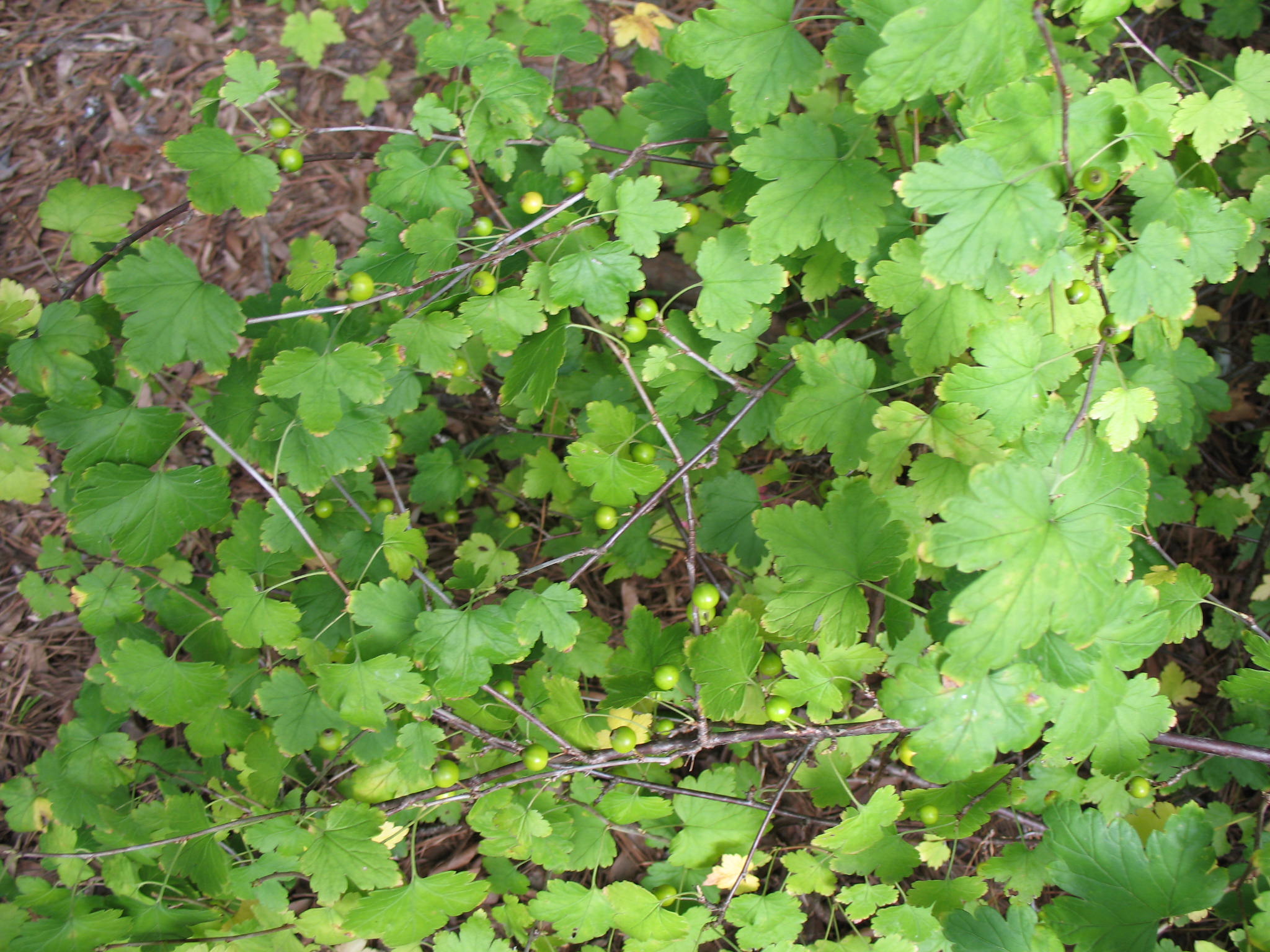 Ribes fasciculatum var. chinense   / Chinese Currant