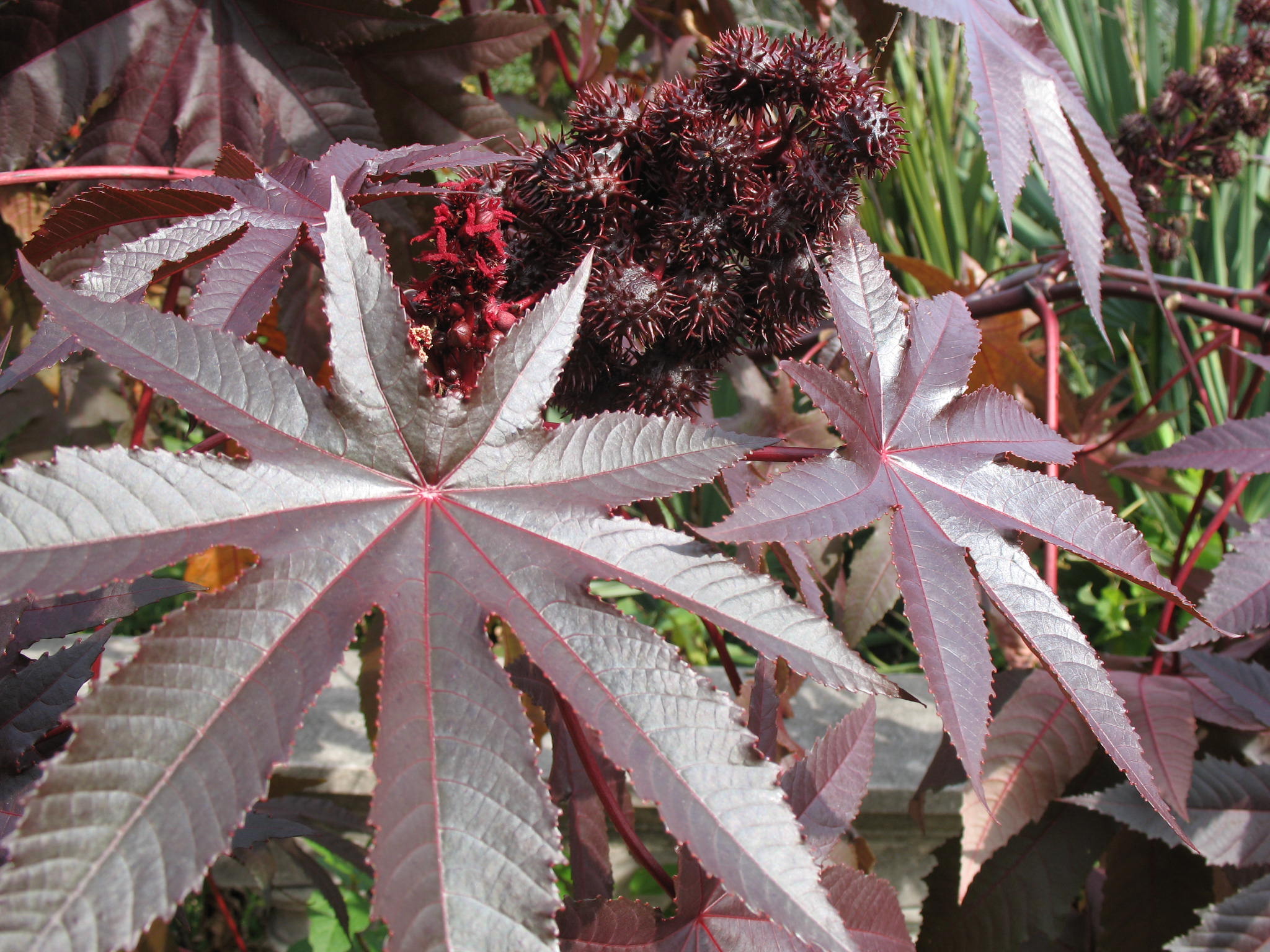 Ricinus communis / Castor Bean