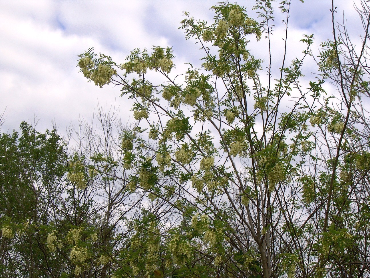 Robinia pseudoacacia / Robinia pseudoacacia