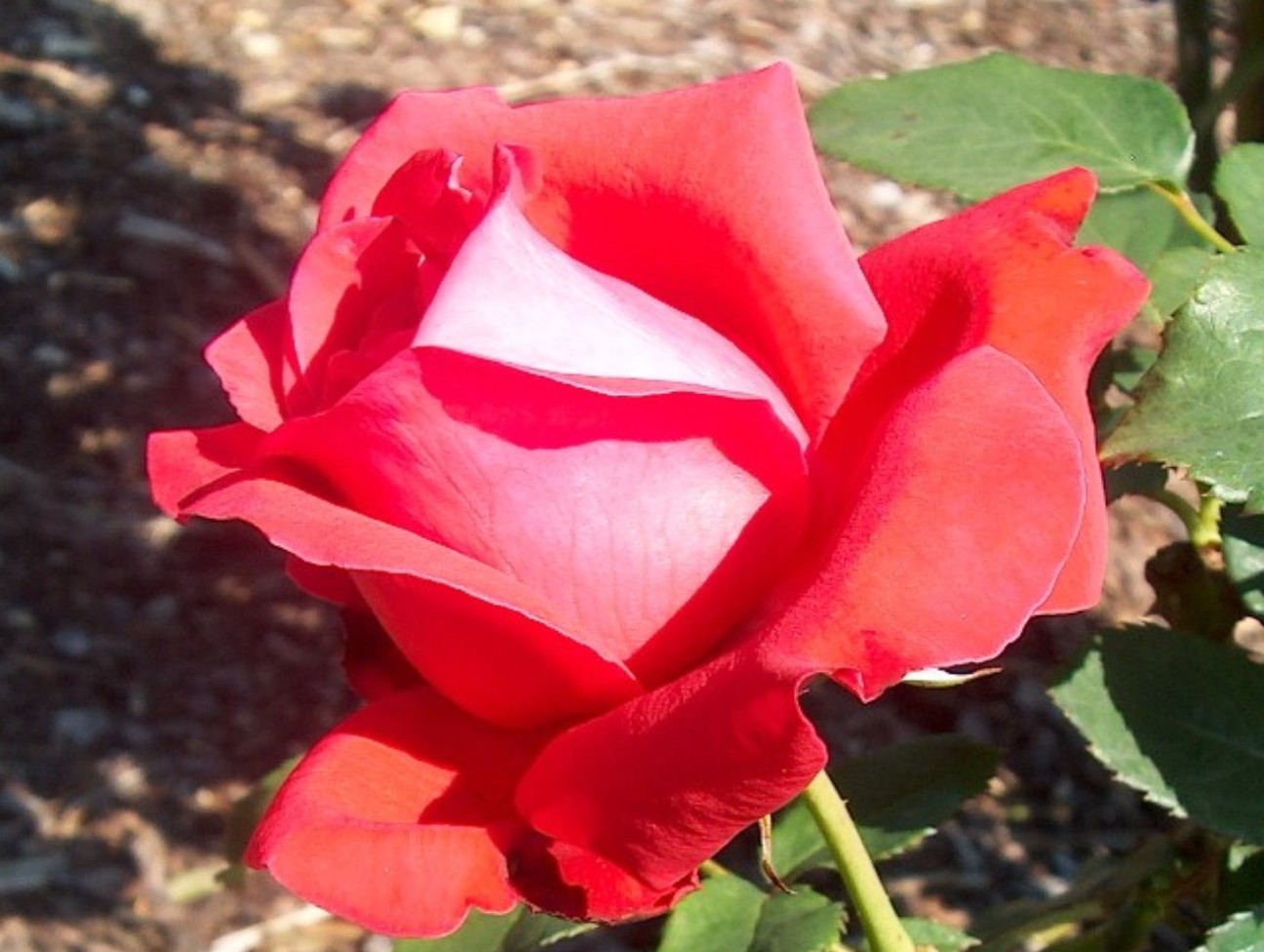 Rosa 'Alec's Red'  / Alec's Red Rose
