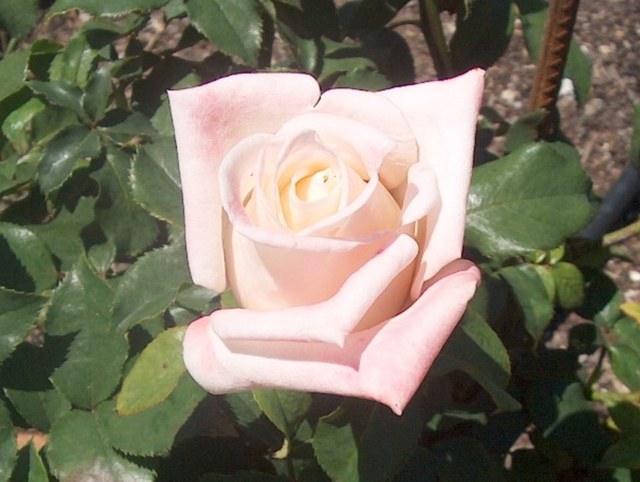 Rosa 'Anna'  / Anna Rose