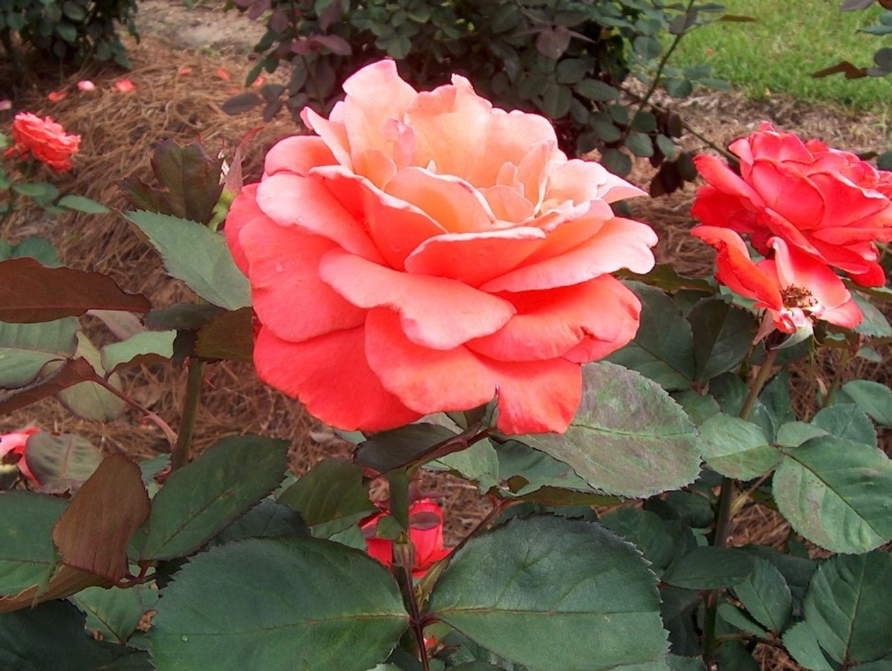 Rosa 'Artistry'  / Artistry Rose
