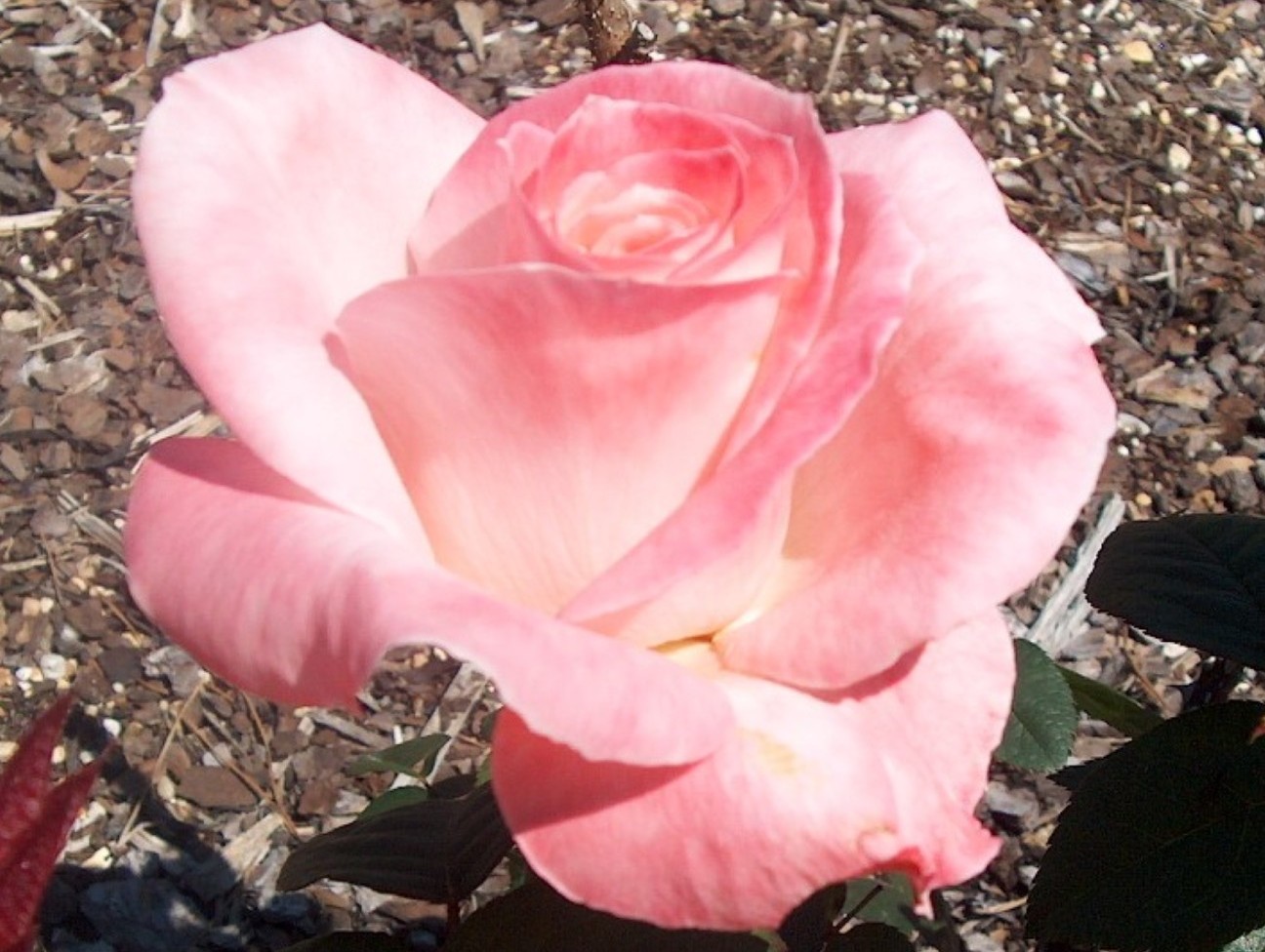 Rosa 'Barbara Bush'  / Rosa 'Barbara Bush' 