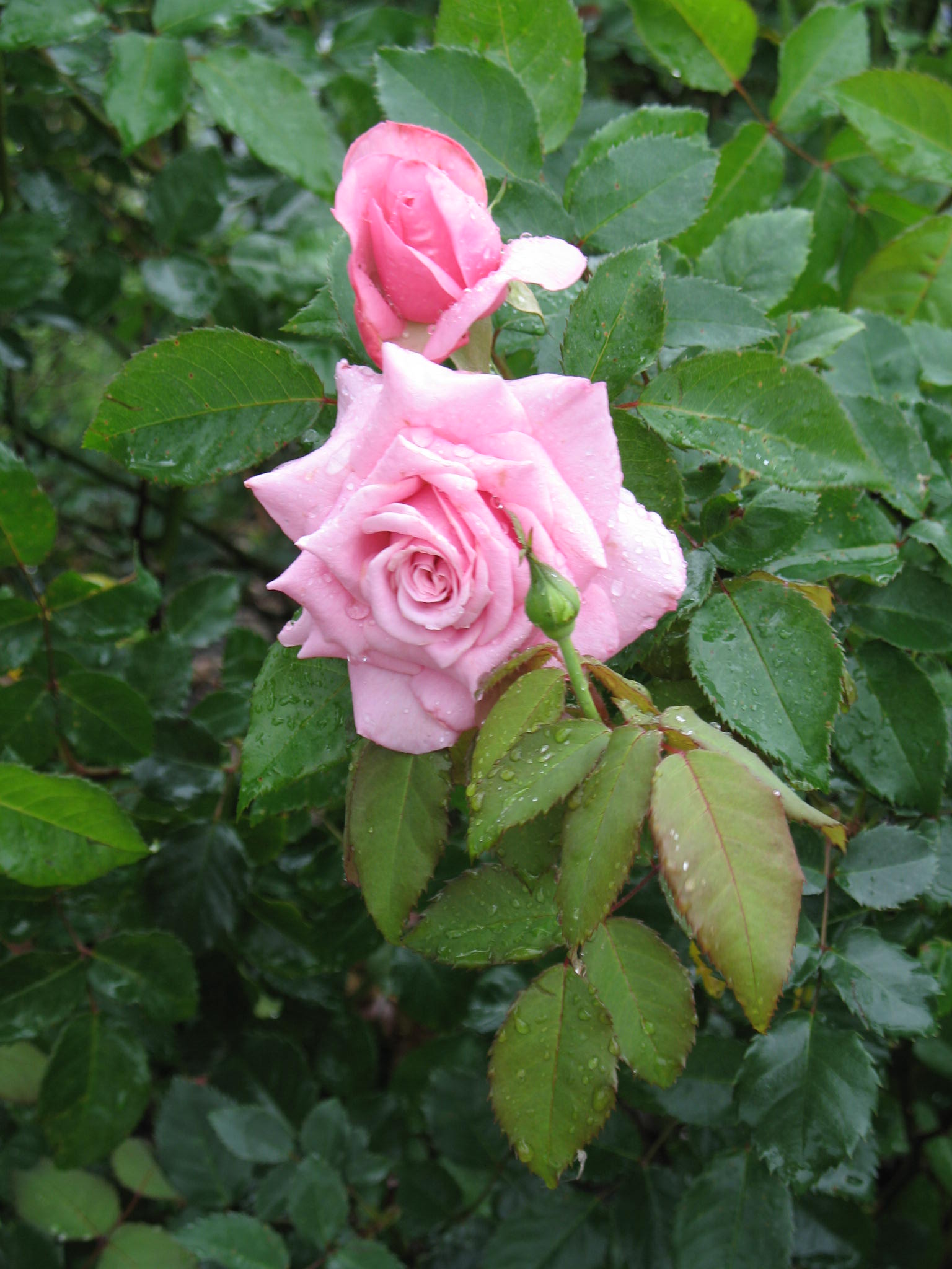 Rosa 'Belinda's Dream' / Rosa 'Belinda's Dream'