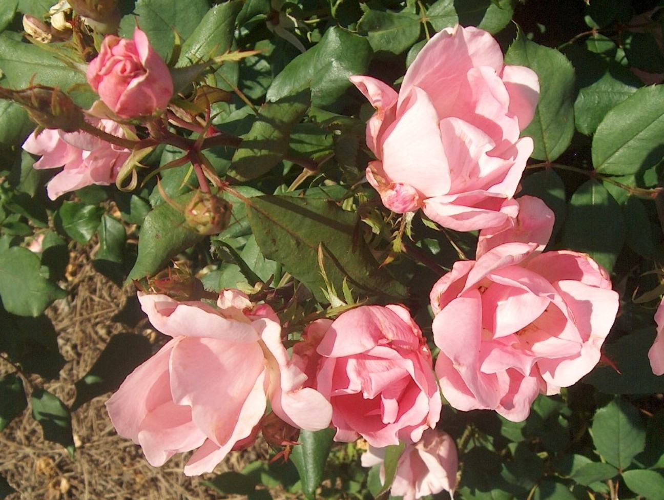 Rosa 'Blushing Knock Out' / Blushing Knock Out Rose