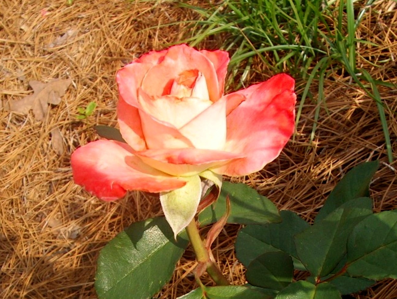 Rosa 'Brigadoon'  / Brigadoon Rose