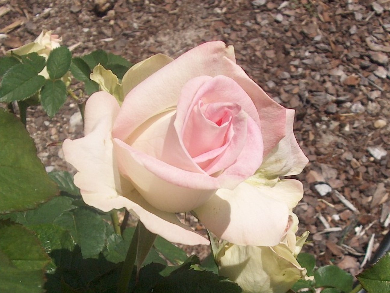 Rosa 'Cajun Moon'  / Cajun Moon Rose