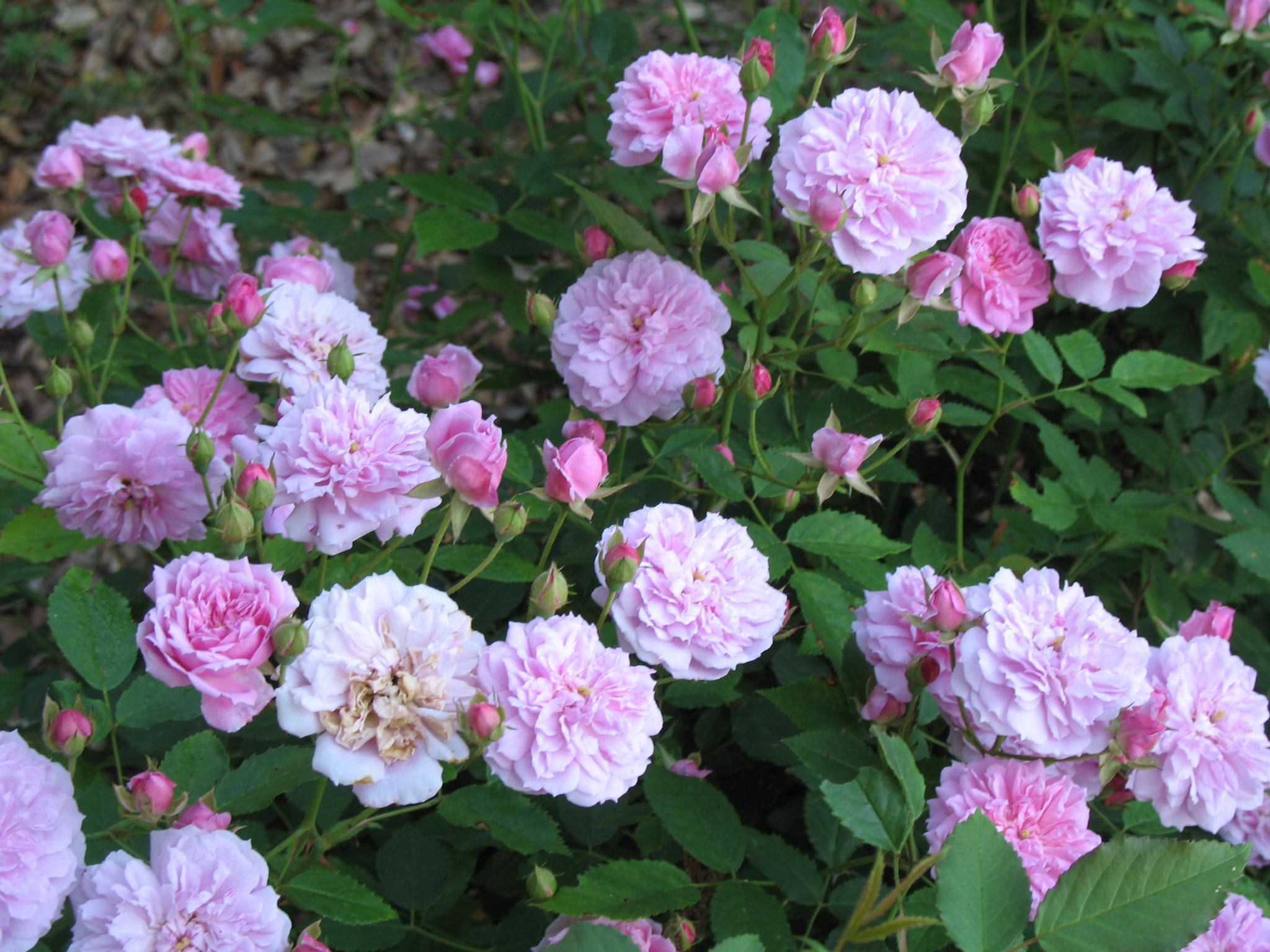 Rosa 'Caldwell Pink' / Rosa 'Caldwell Pink'