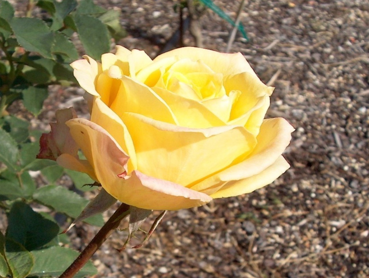 Rosa 'Candle Light'  / Candle Light Rose