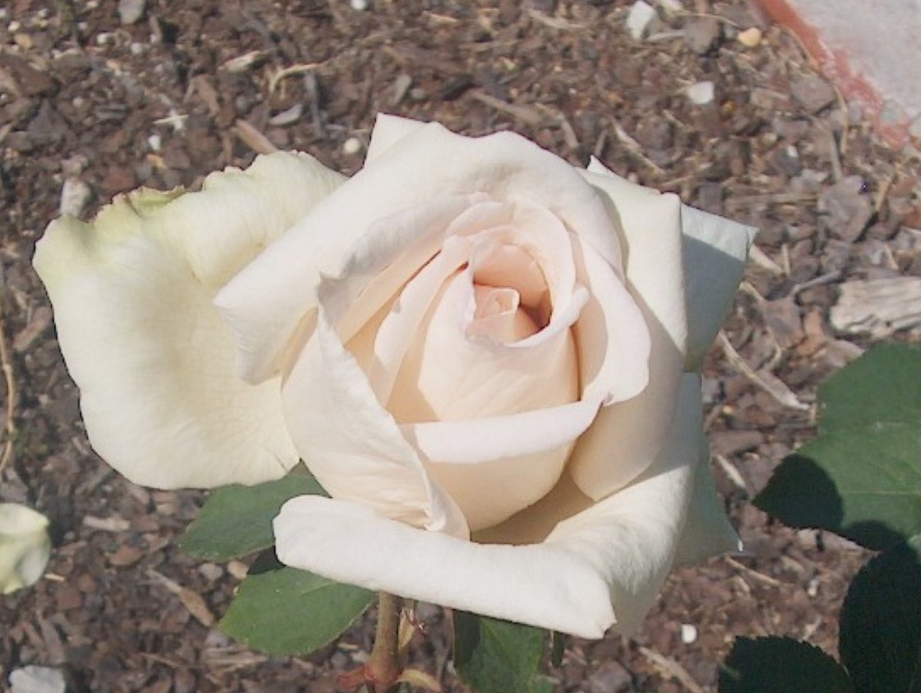 Rosa 'Chablis'  / Chablis Rose