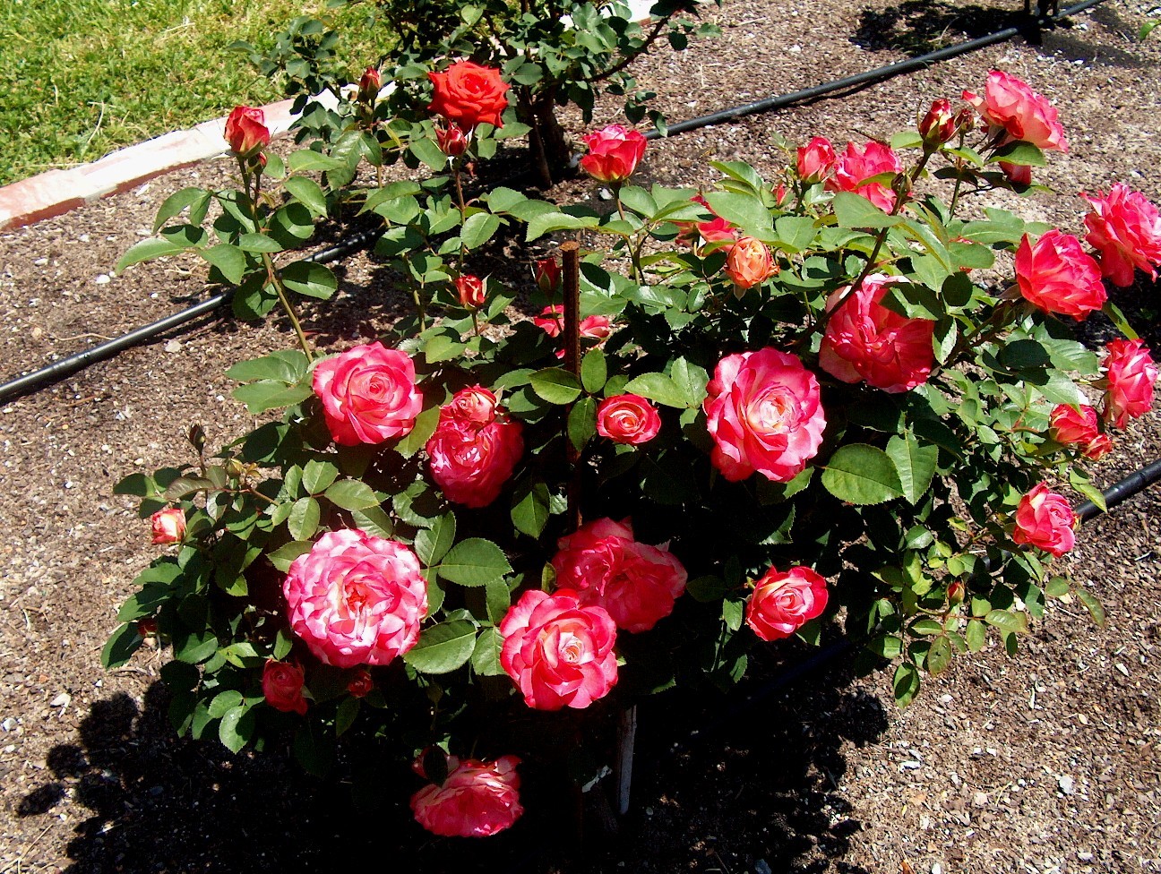 Rosa 'Cherry Parfait'  / Rosa 'Cherry Parfait' 