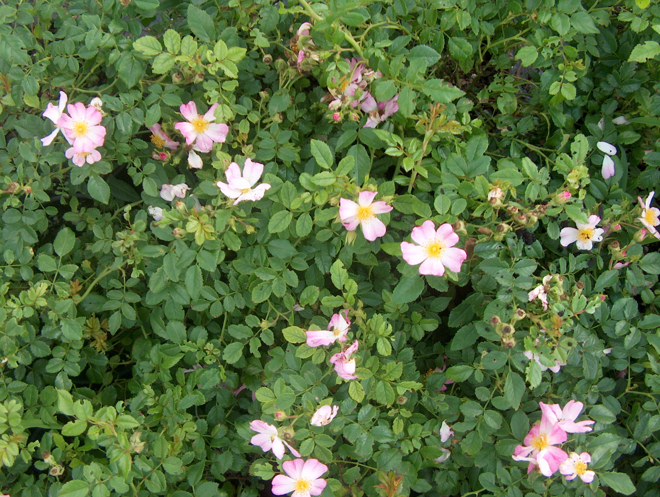 Rosa 'Chewground' / Rosa 'Chewground'