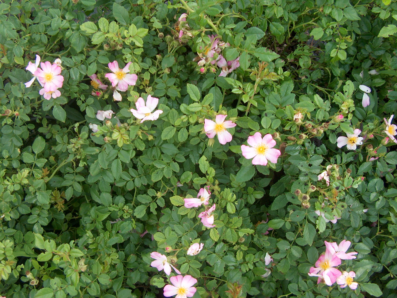 Rosa 'Chewground' / Chewground Fragrant Spreader Rose