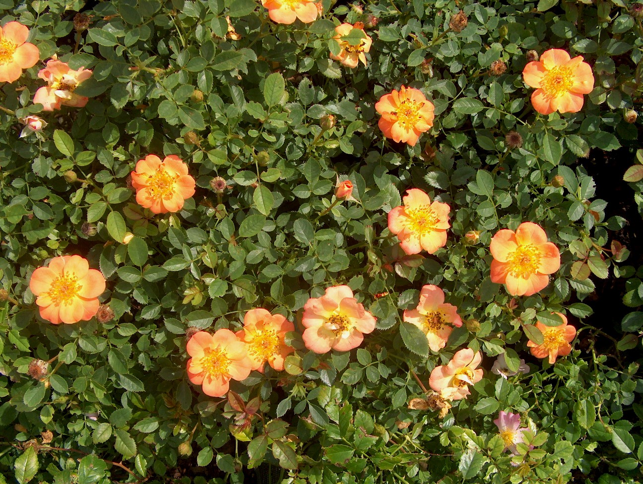 Rosa 'Chewmaytime'   / Chewmaytime Paprika Rose