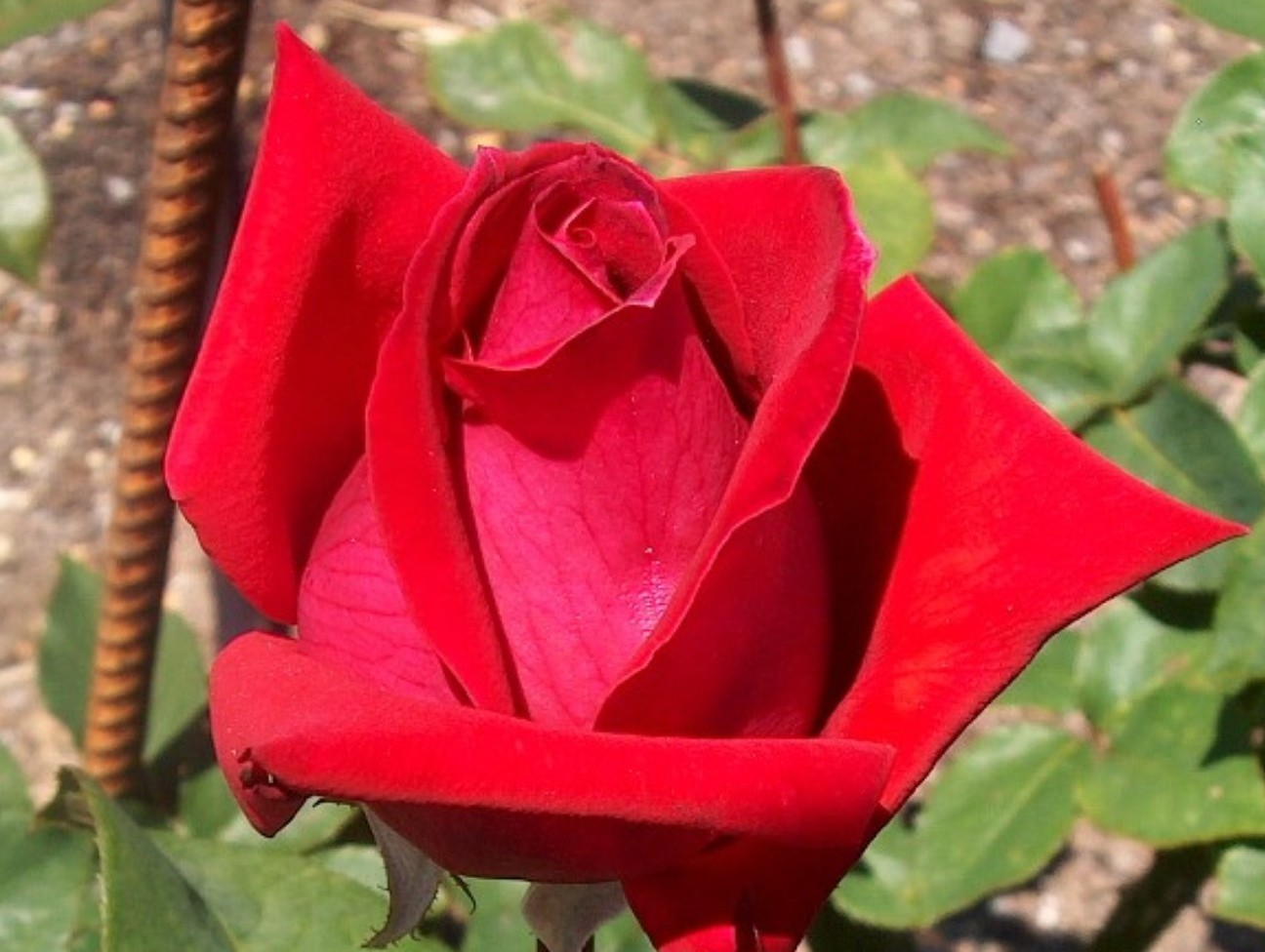 christian dior rose bush