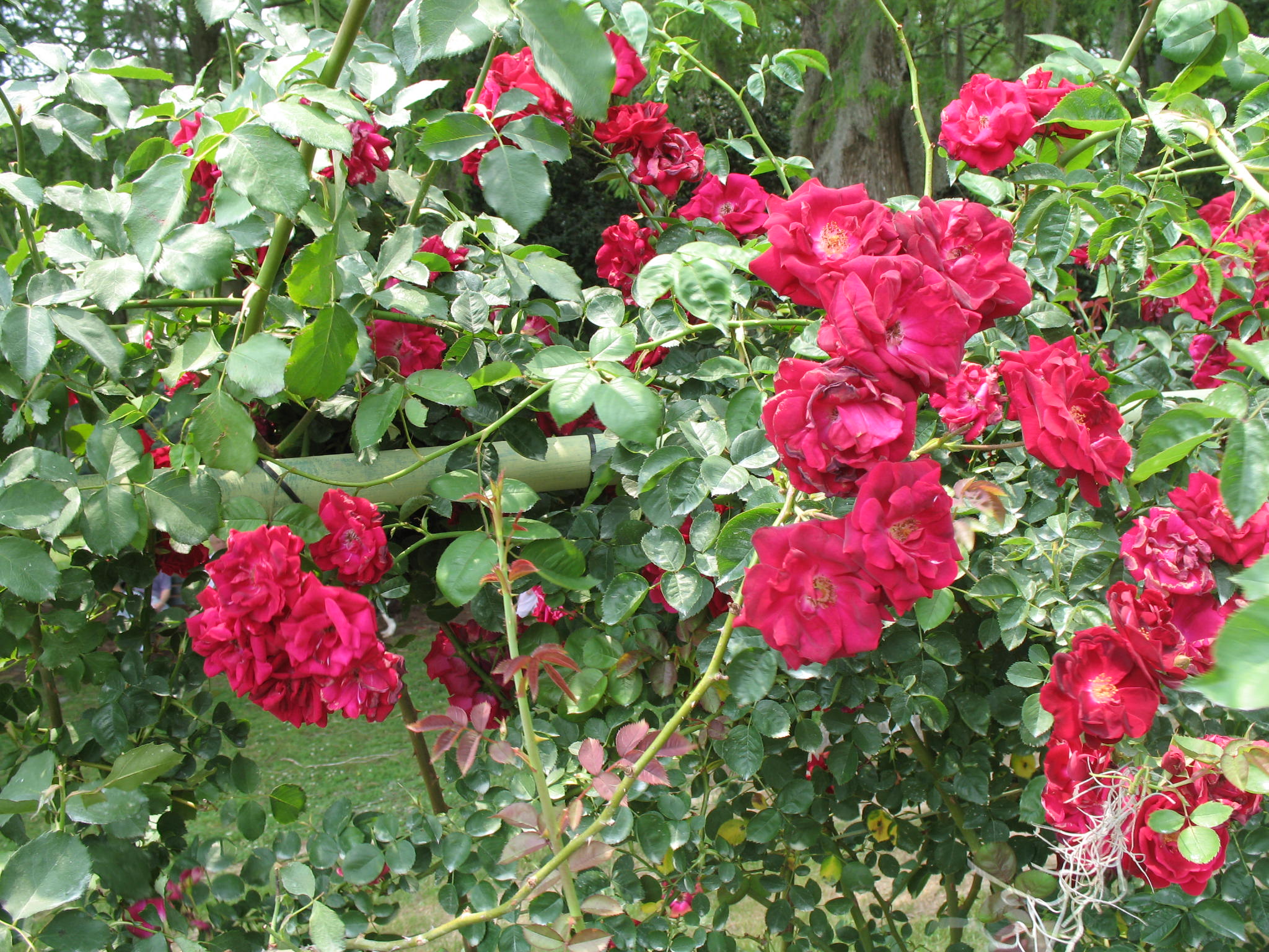 Rosa 'Climbing Don Juan'  / Rosa 'Climbing Don Juan' 