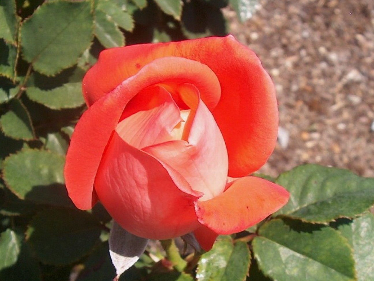 Rosa 'Coral Sea'  / Coral Sea Rose