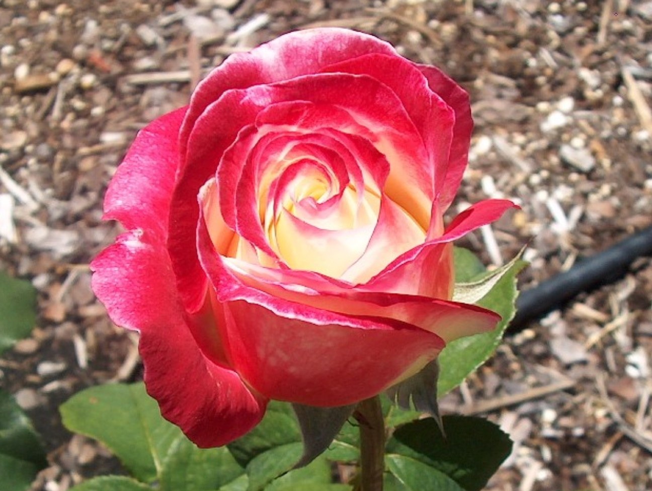 Rosa 'Double Delight'  / Double Delight Rose