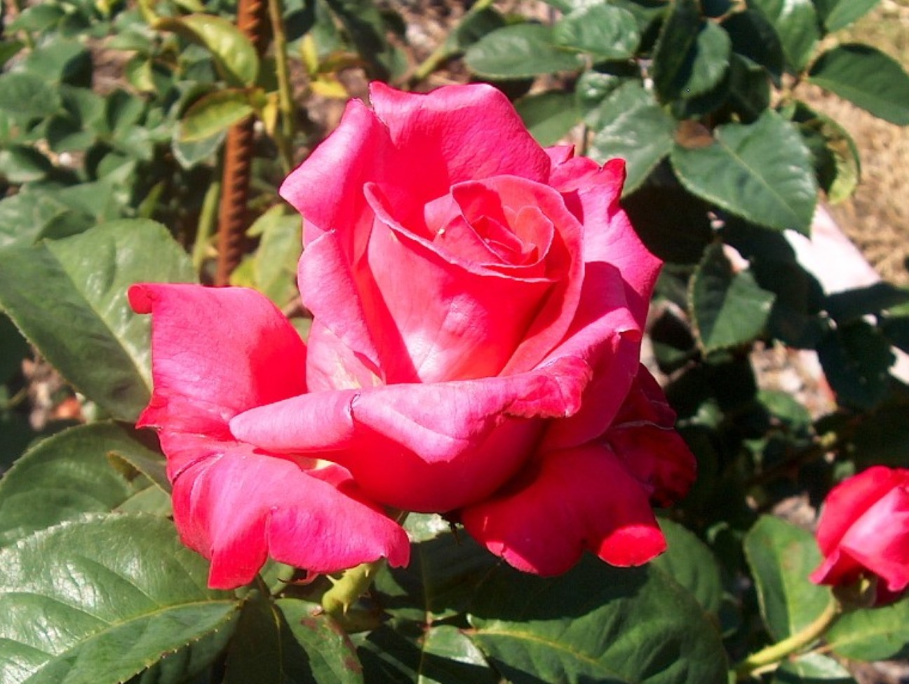 Rosa 'Elizabeth Taylor'  / Rosa 'Elizabeth Taylor' 