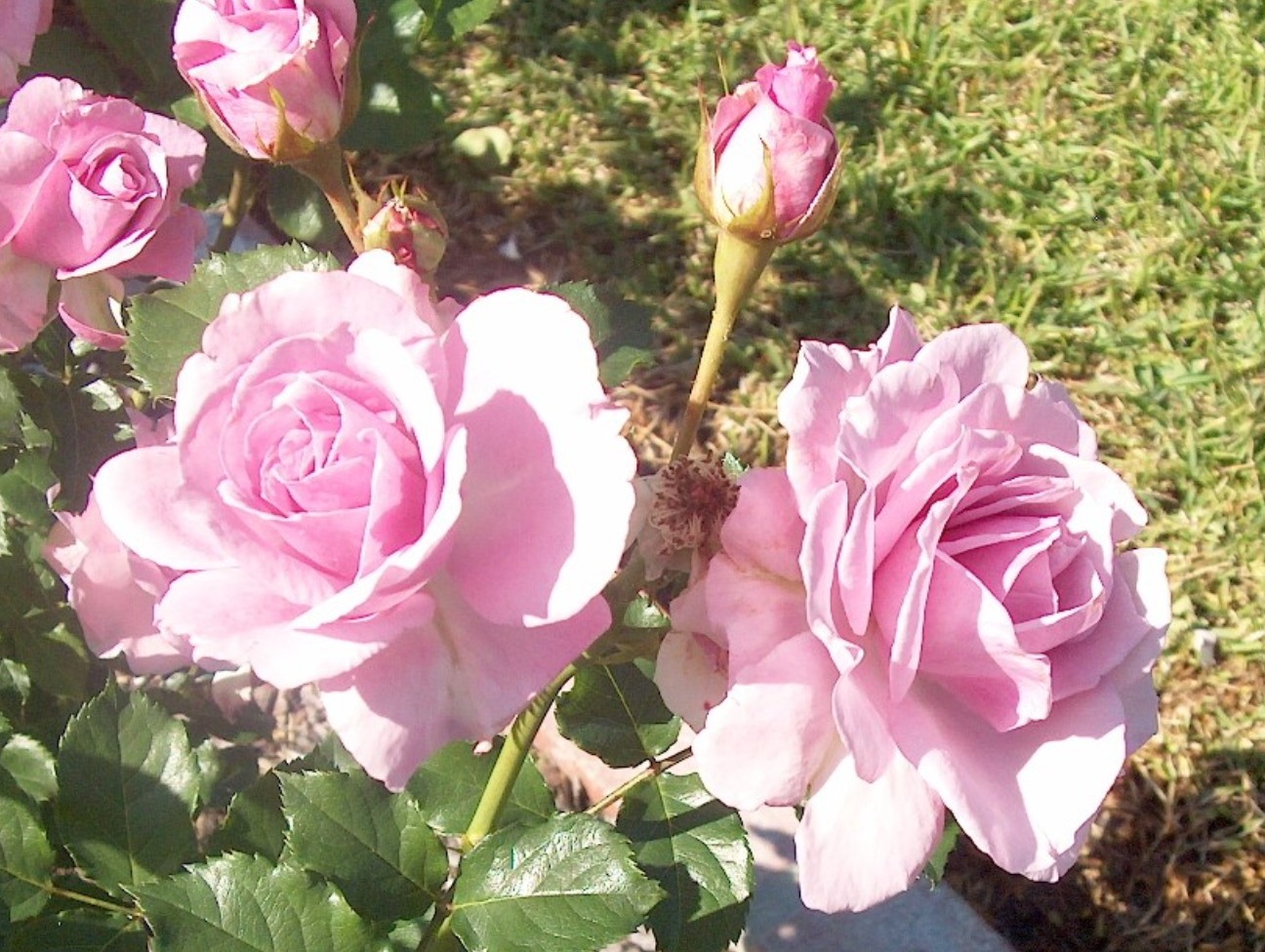 Rosa 'Fragrant Lavender' / Fragrant Lavender Rose