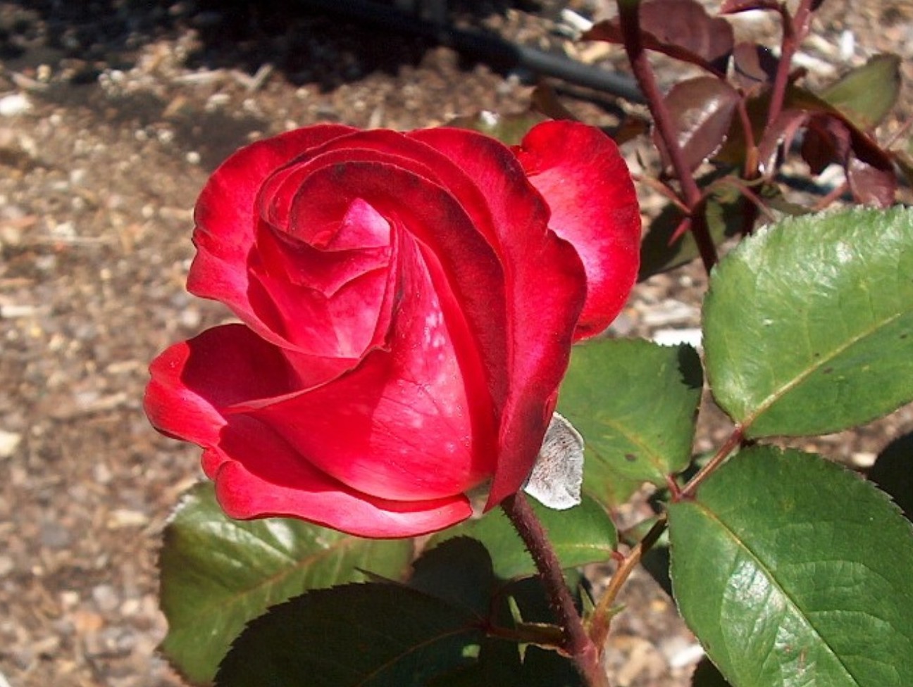 Rosa 'Gardens of the World'  / Gardens of the World Rose