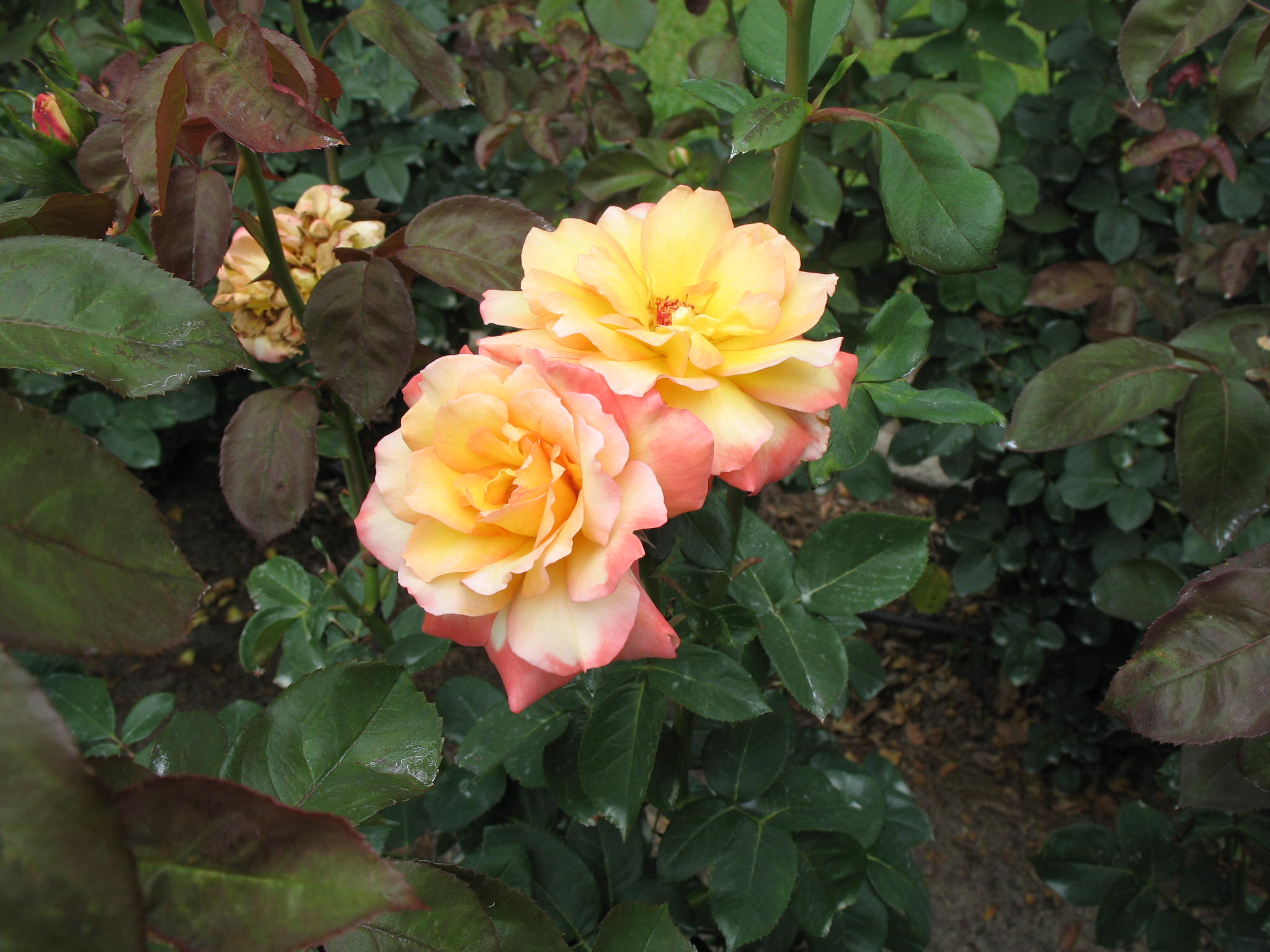 Rosa 'Glowing Peace'  / Glowing Peace Rose