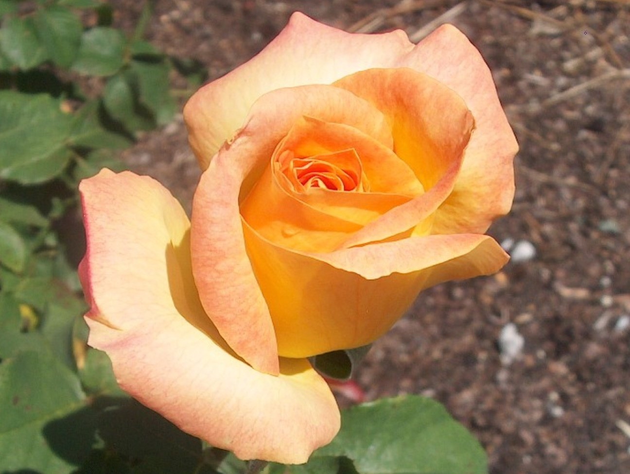 Rosa 'Gold Medal'  / Gold Medal Rose