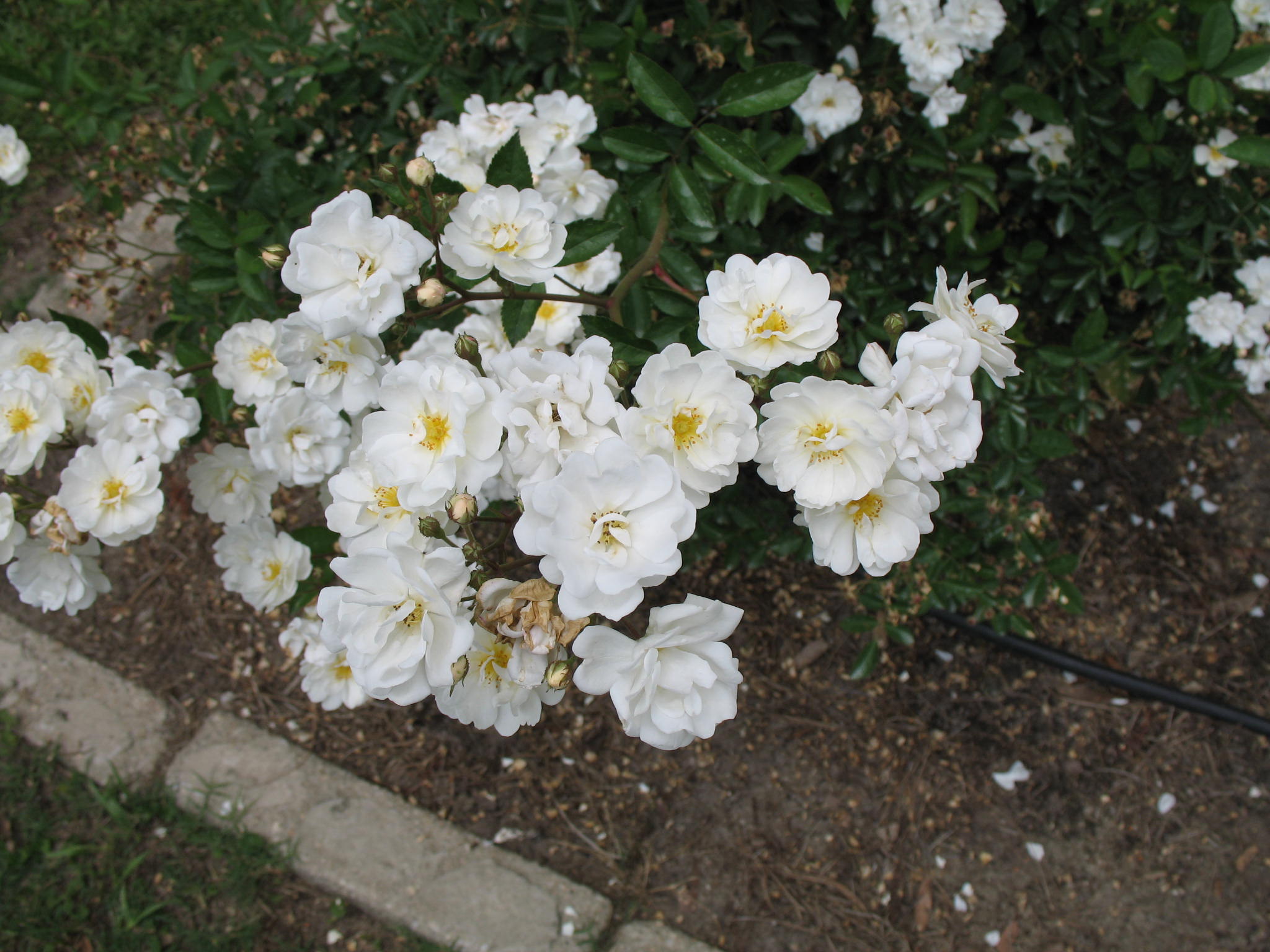 Rosa 'Gourmet Popcorn'  / Rosa 'Gourmet Popcorn' 