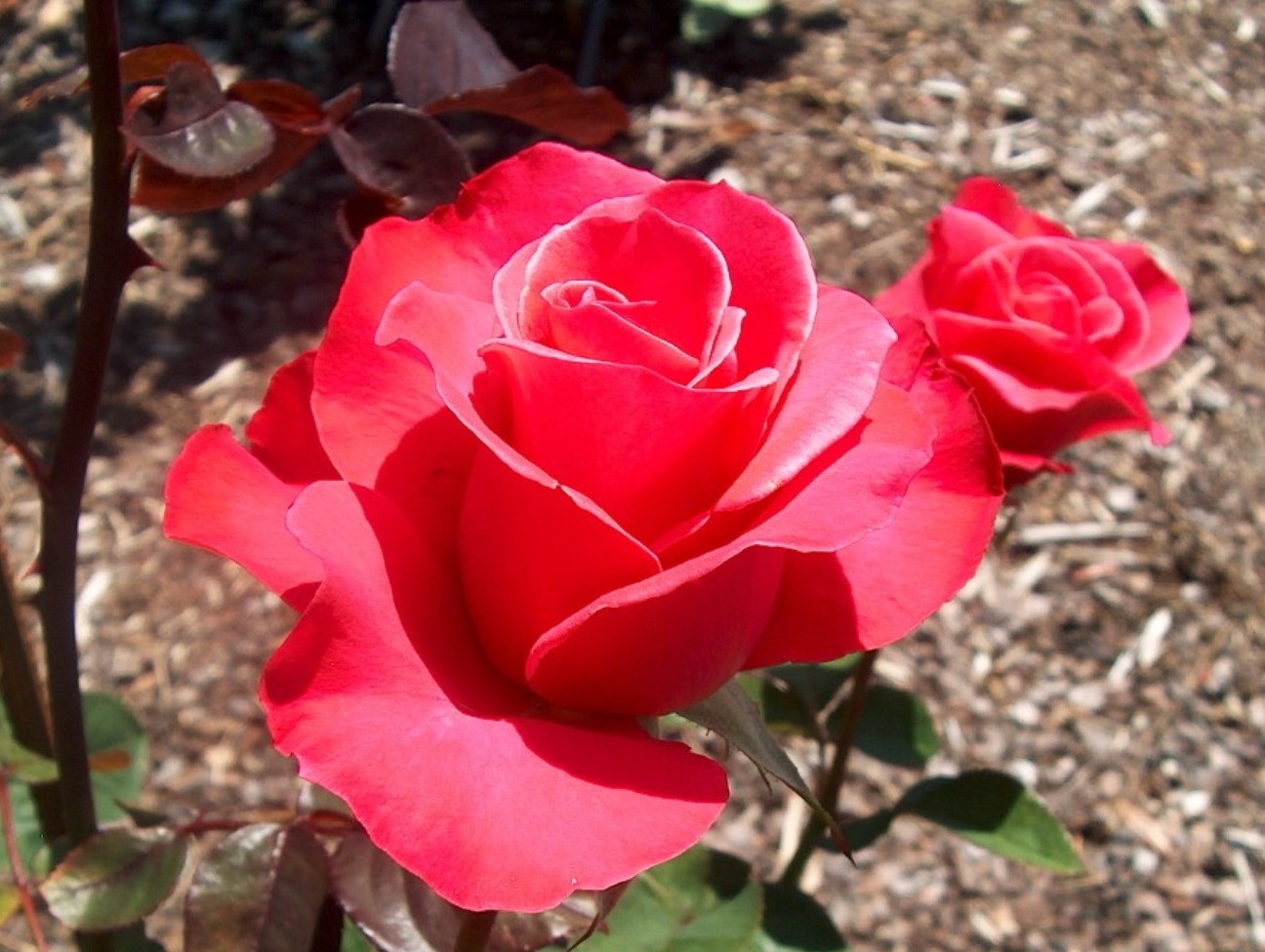 Rosa 'In Dreams'  / Rosa 'In Dreams' 