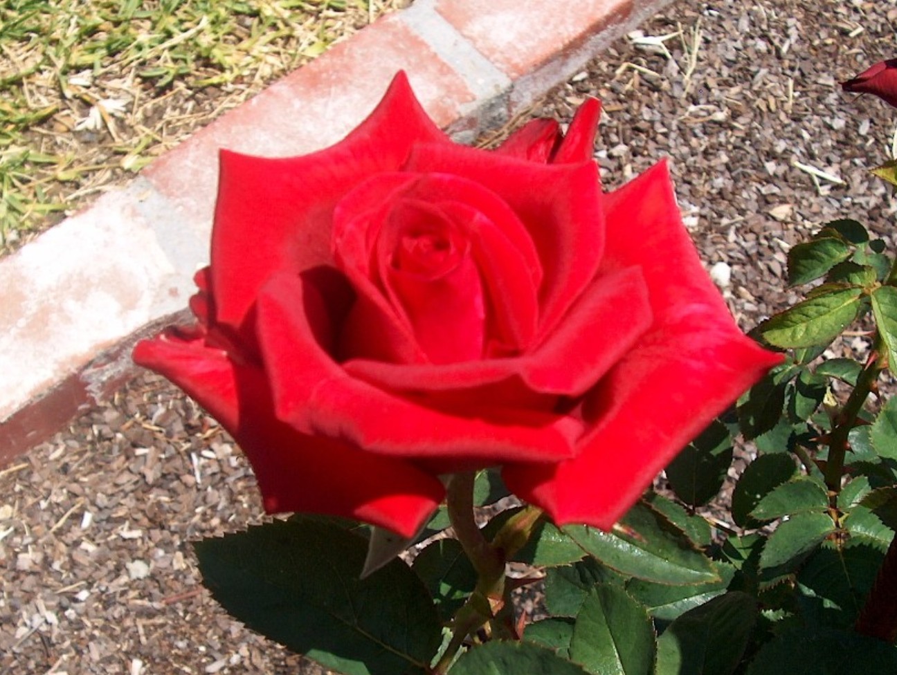 Rosa 'Kardinal' / Kardinal Rose