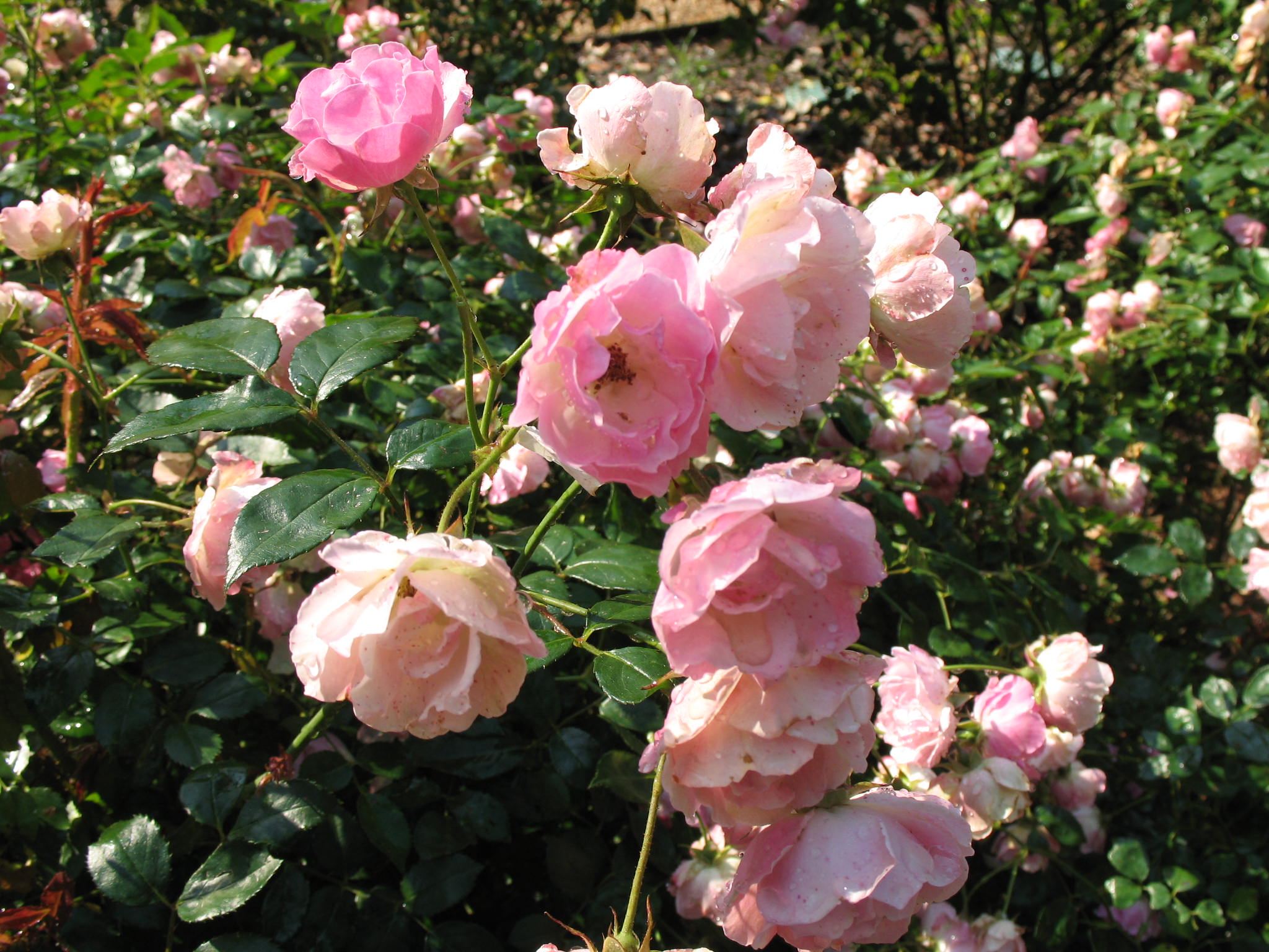 Rosa 'LaMarne'  / LaMarne