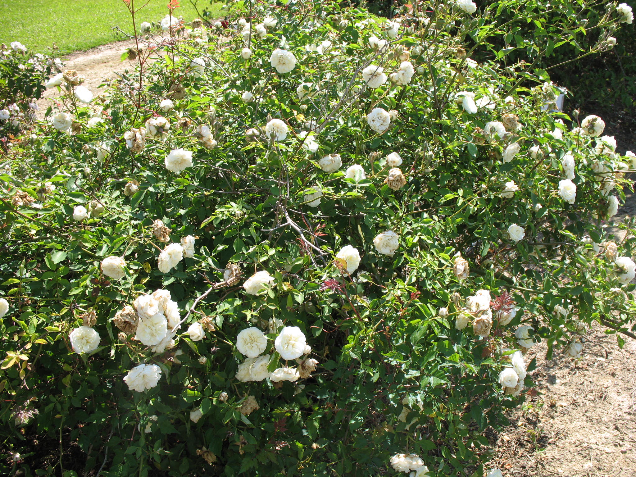 Rosa 'Lamarque'  / Lamarque Rose