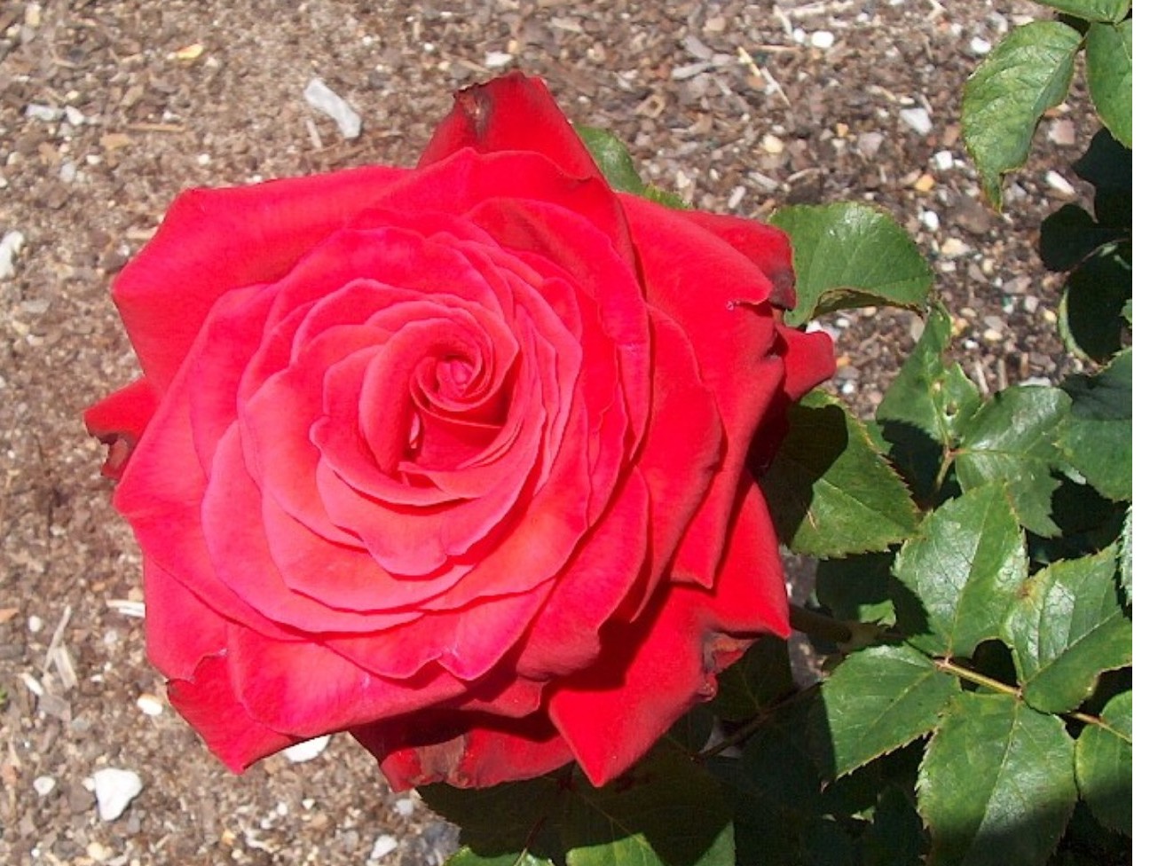 Rosa 'Let Freedom Ring'  / Rosa 'Let Freedom Ring' 