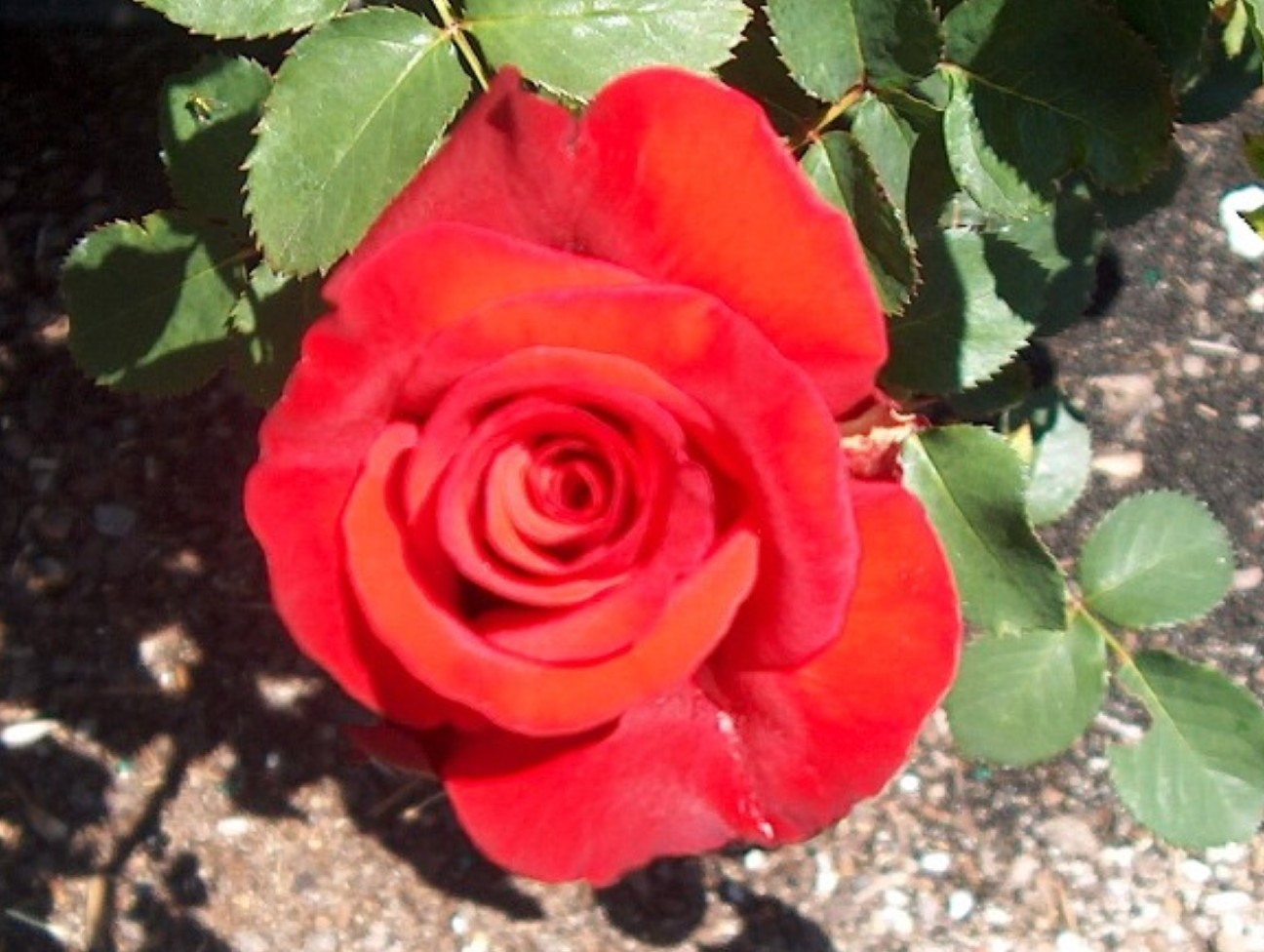 Rosa 'Liebeszauber'  / Liebeszauber Rose
