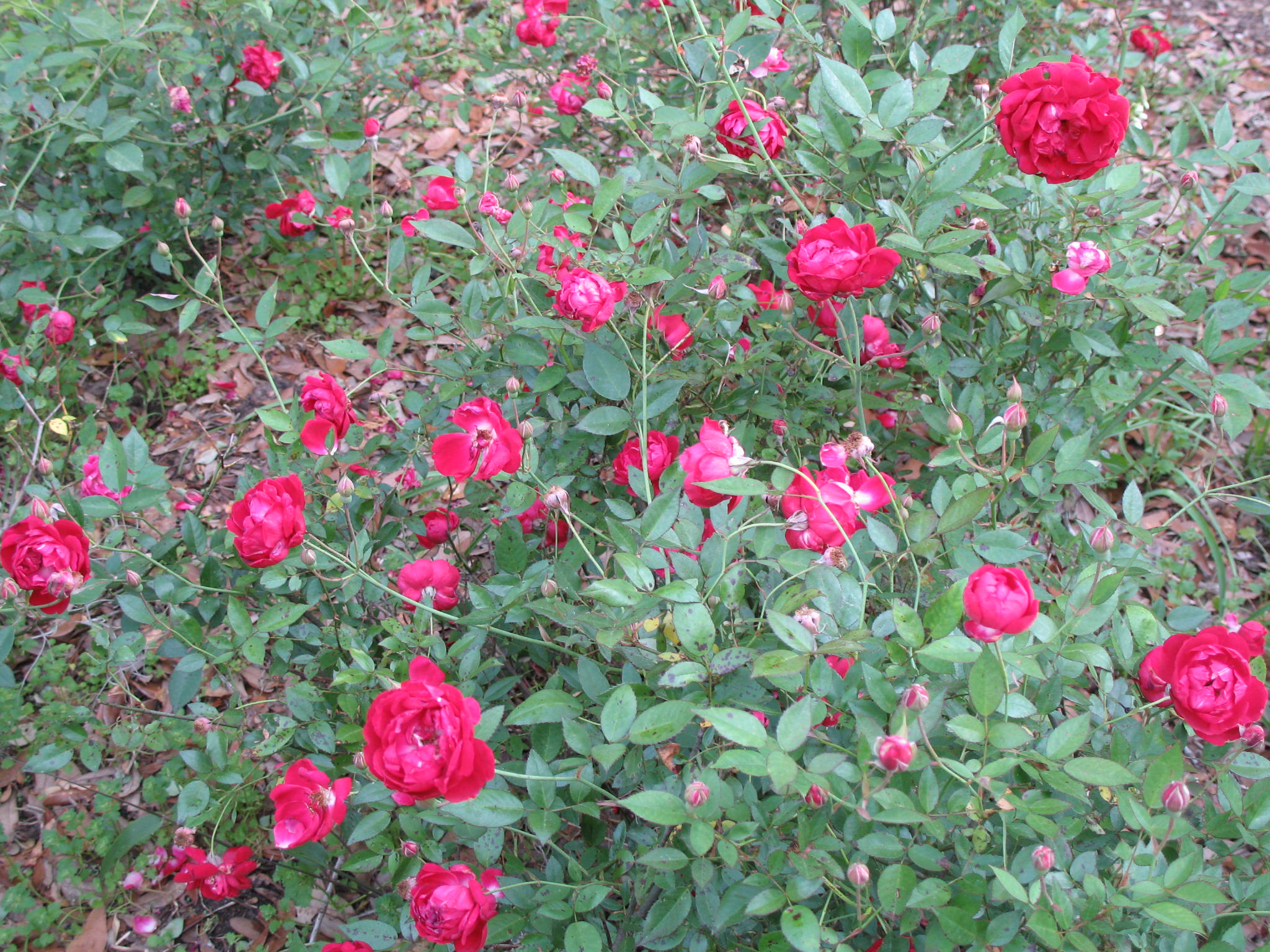 Rosa 'Louis Philippe'  / Rosa 'Louis Philippe' 