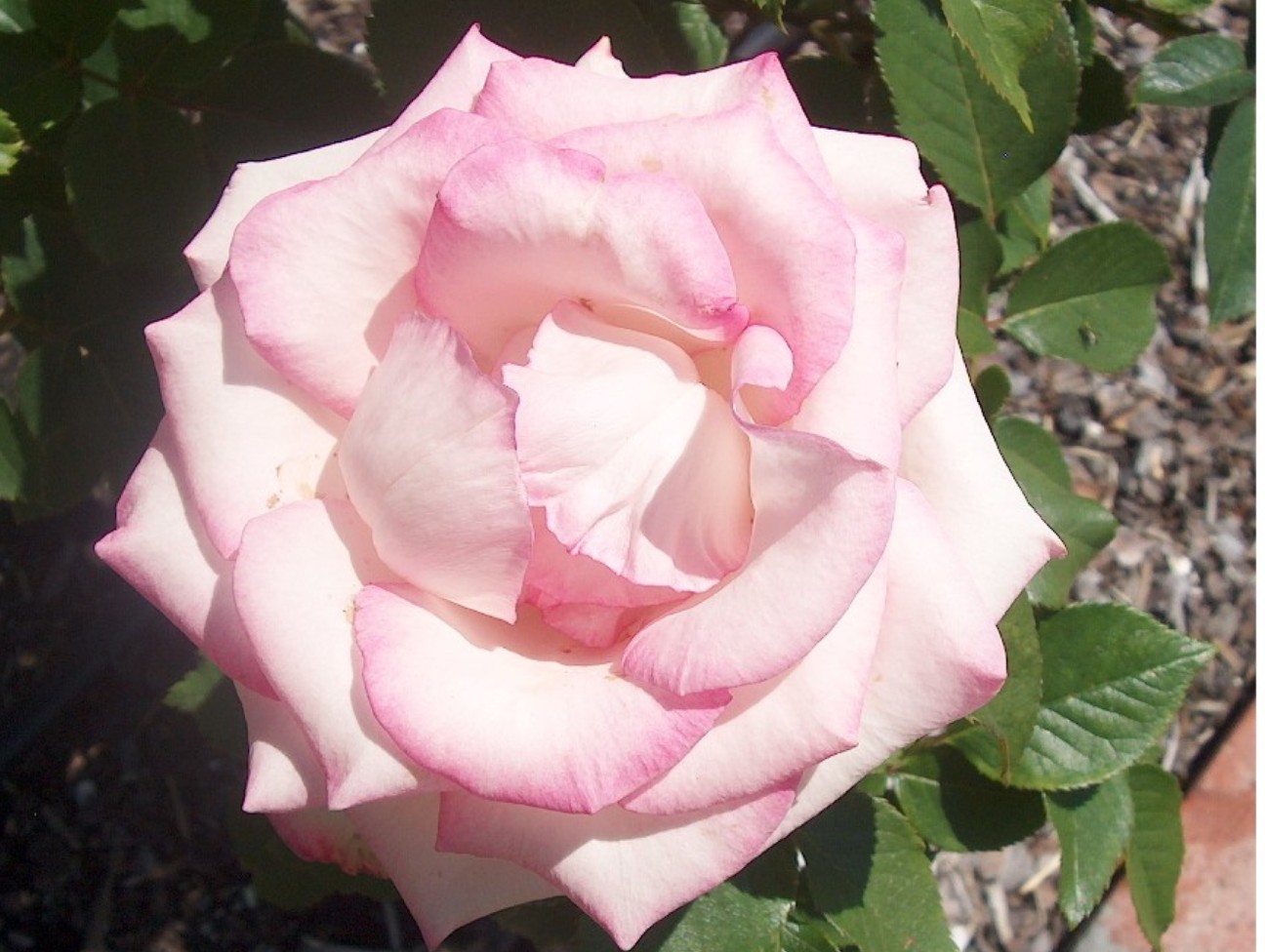 Rosa 'Lynn Anderson' / Rosa 'Lynn Anderson'