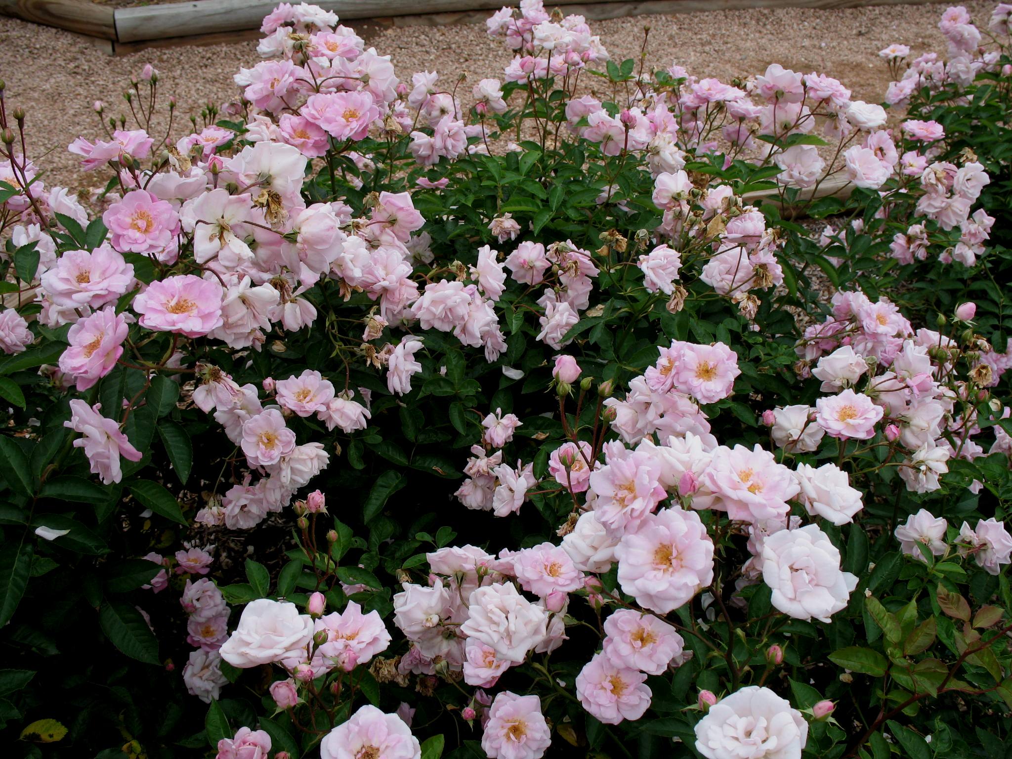 Rosa 'Marie Daly'  / Rosa 'Marie Daly' 