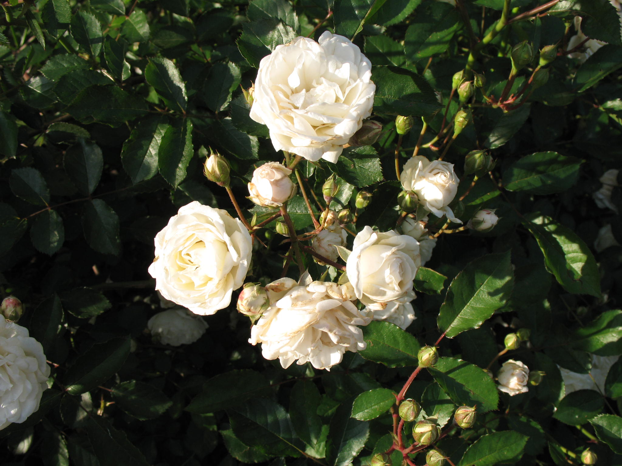 Rosa 'Marie Pavie'  / Marie Pavie Rose