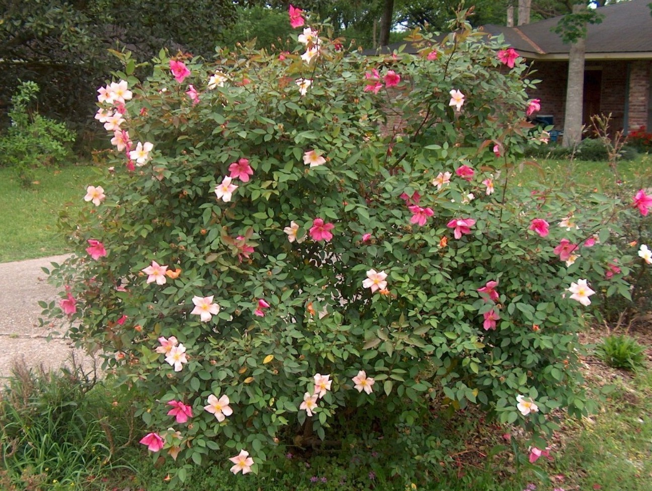 Rosa 'Mutabilis' / China Rose