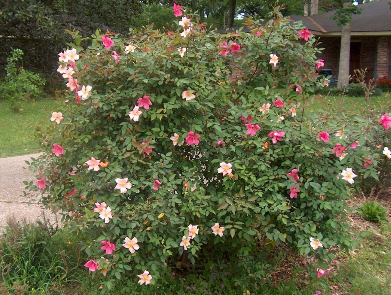 Rosa 'Mutabilis' / Rosa 'Mutabilis'