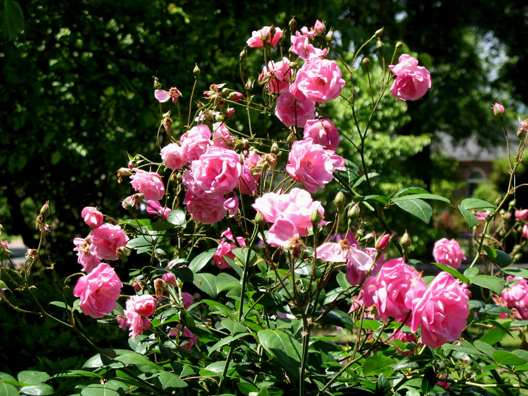 Rosa 'Natchitoches Noisette'  / Rosa 'Natchitoches Noisette' 