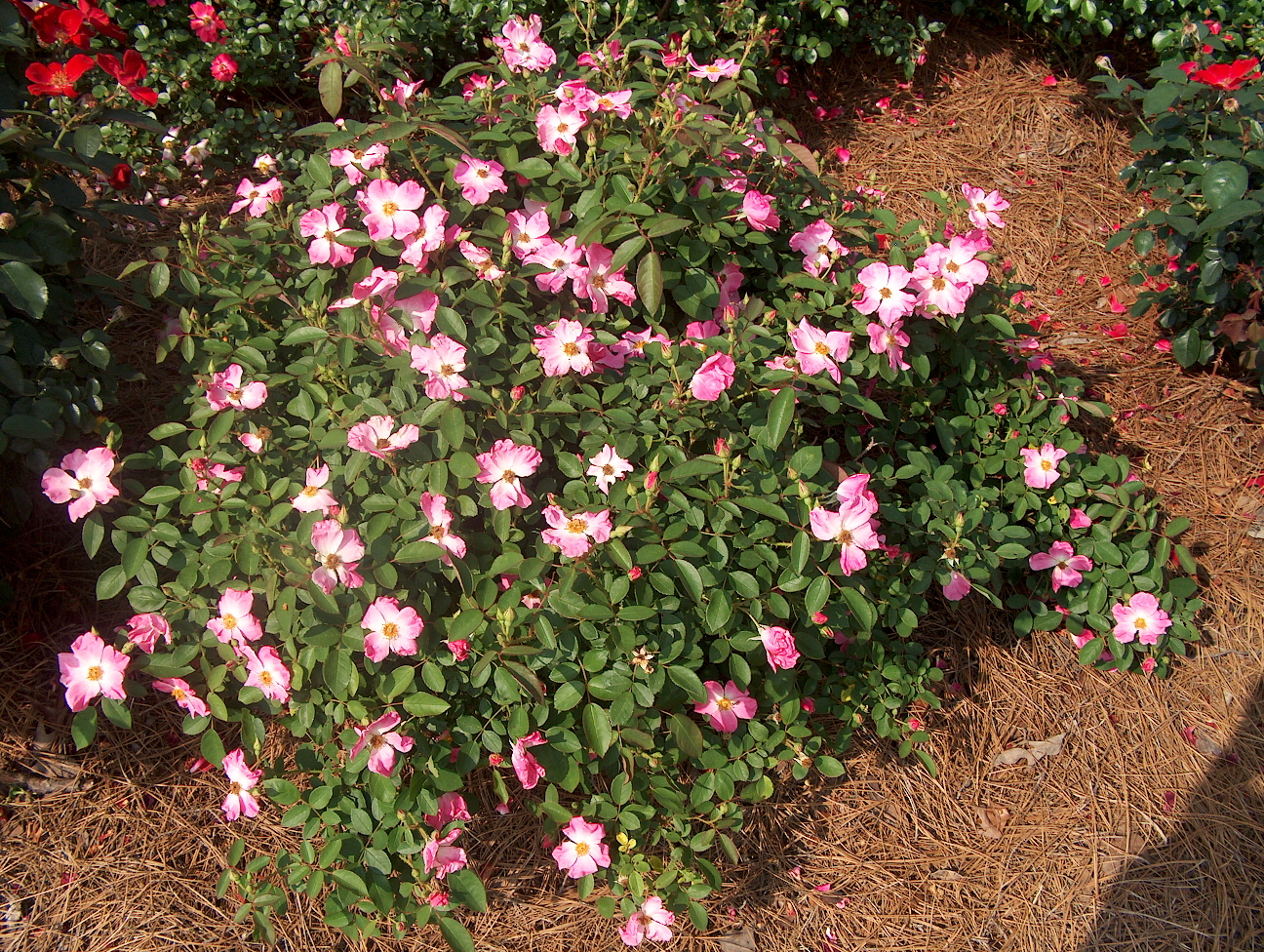 Rosa 'Nearly Wild'  / Rosa 'Nearly Wild' 