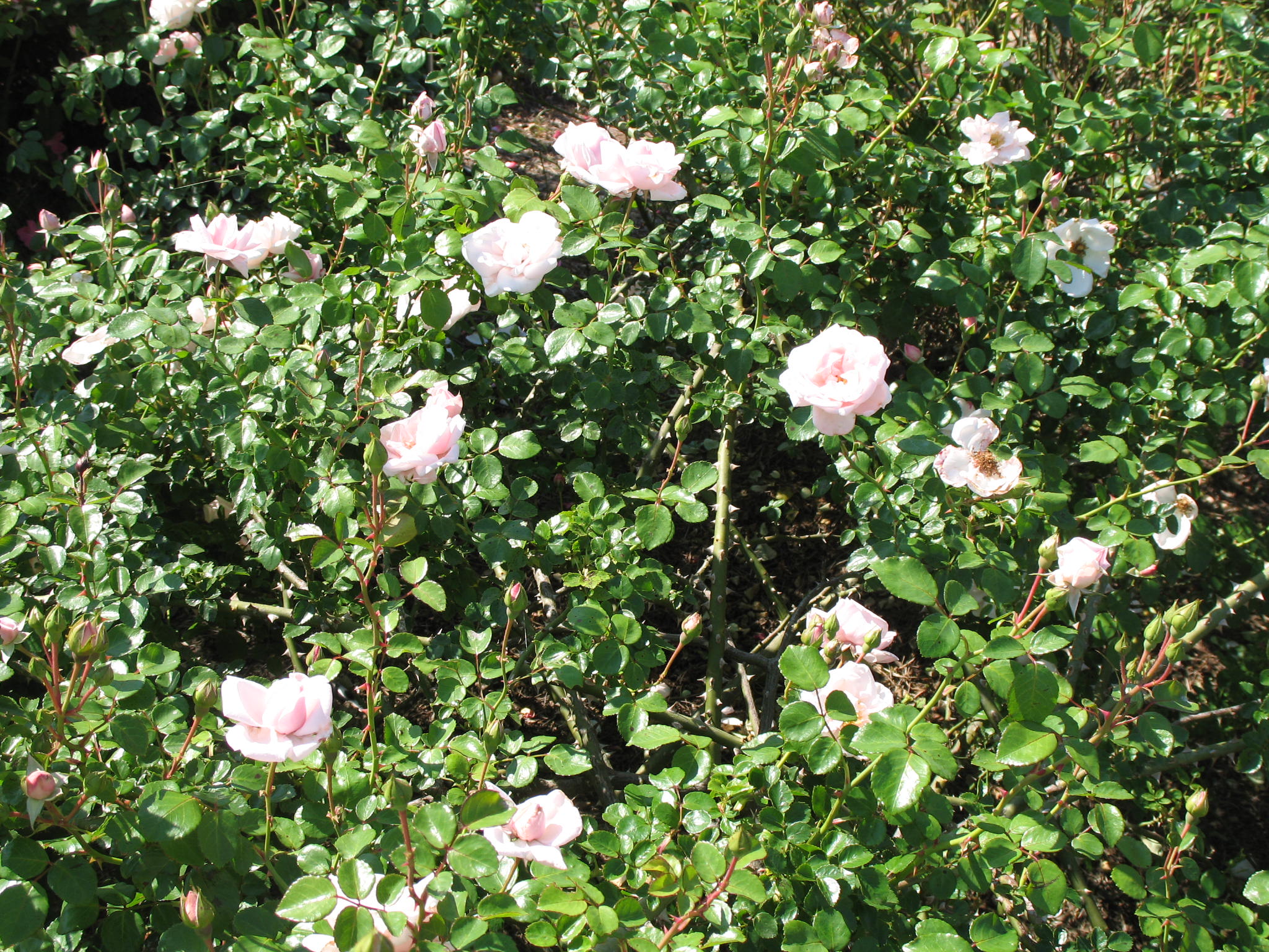 Rosa 'New Dawn'  / New Dawn Rose