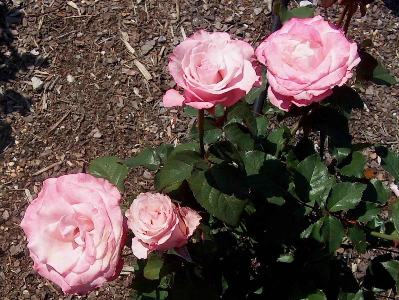 Rosa 'Outta the Blue'  / Rosa 'Outta the Blue' 